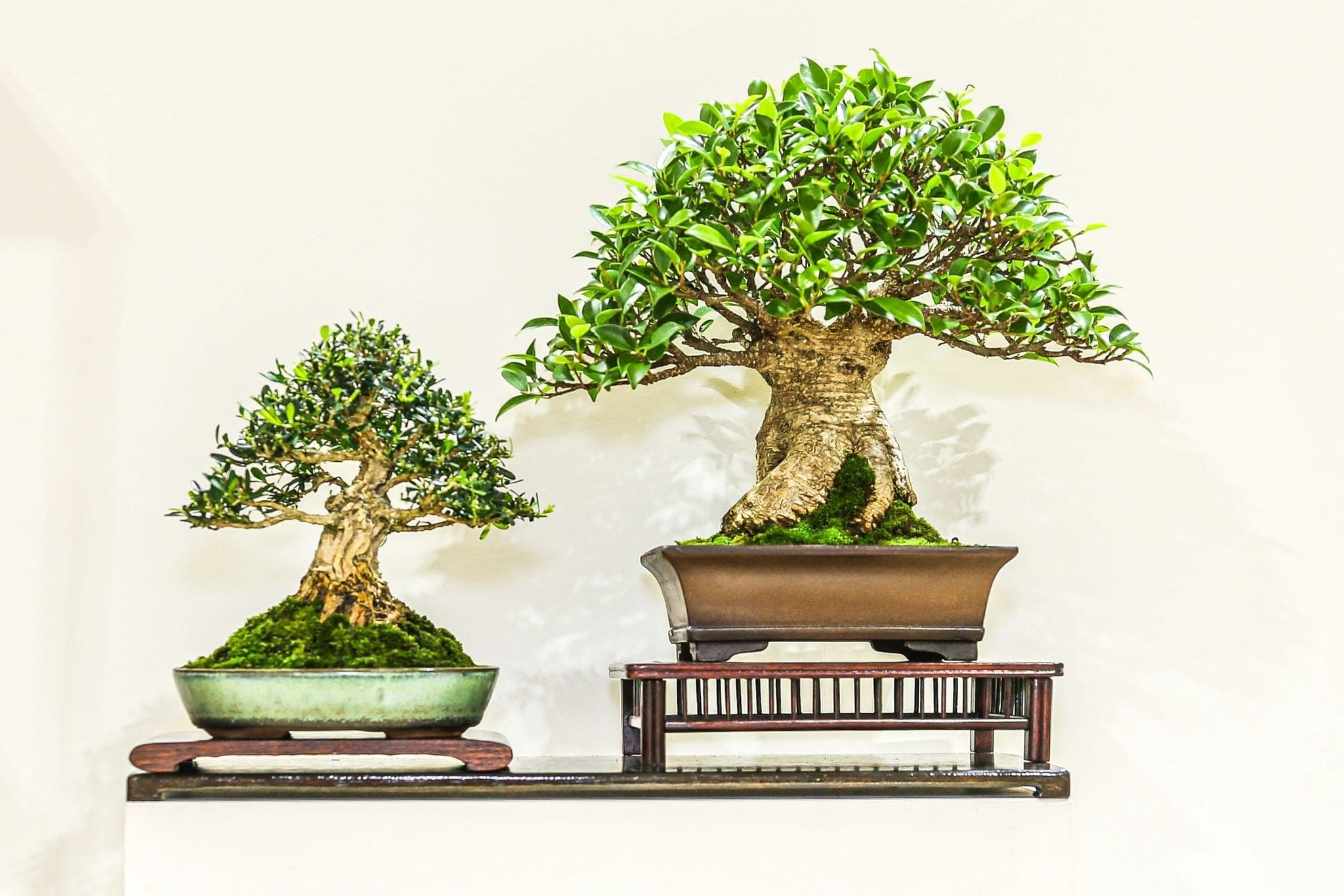 Photo from the 2022 annual show
