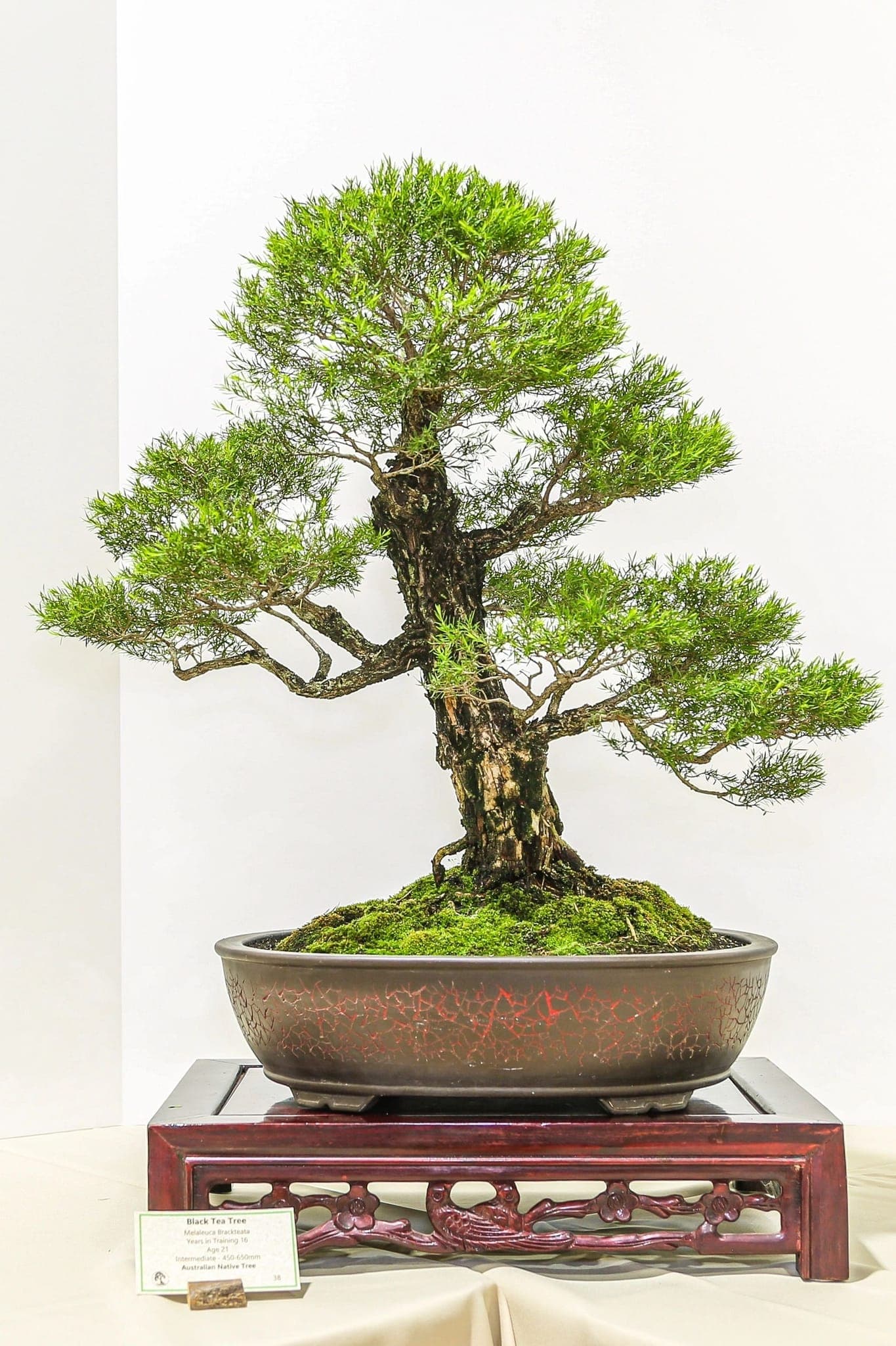 Photo from the 2022 annual show