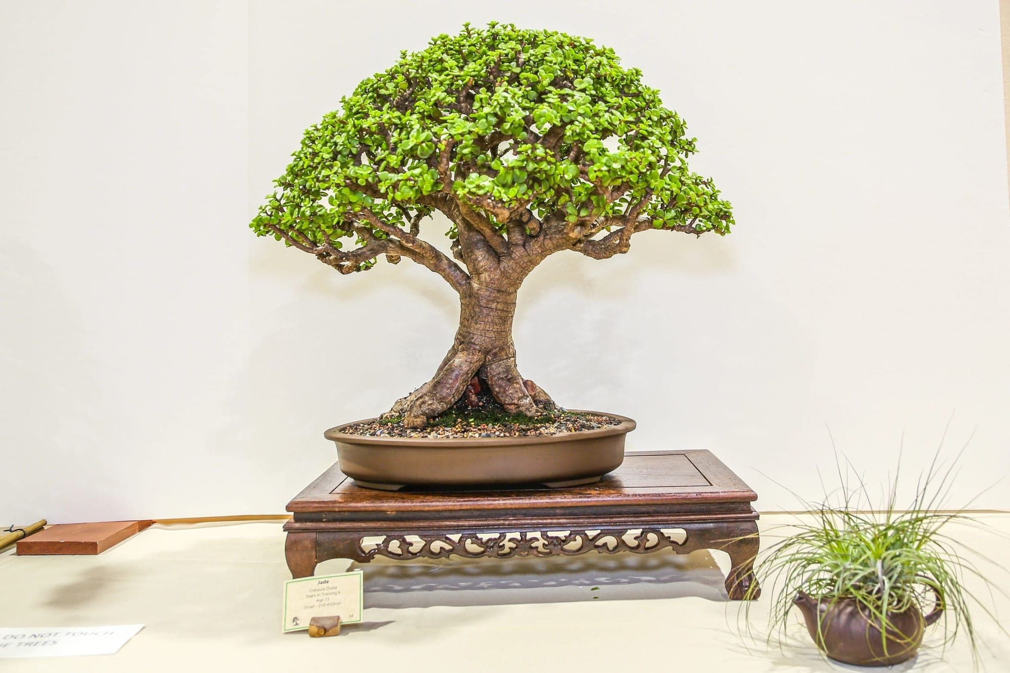 Photo from the 2022 annual show