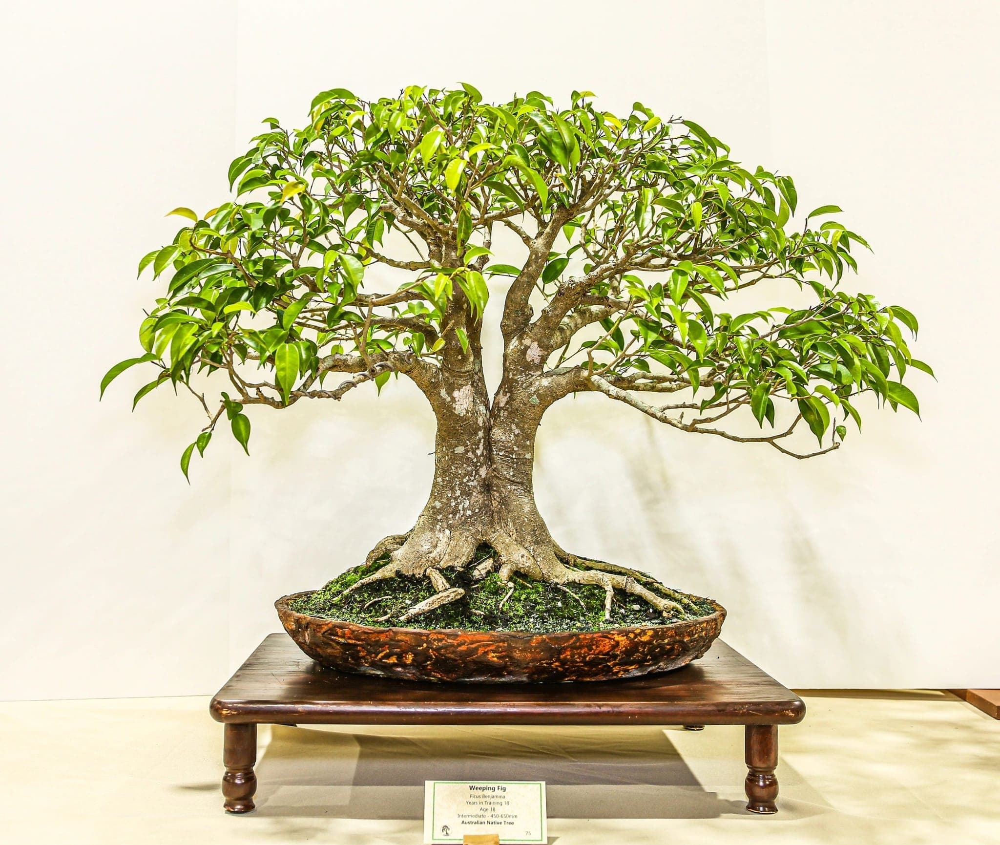 Photo from the 2022 annual show