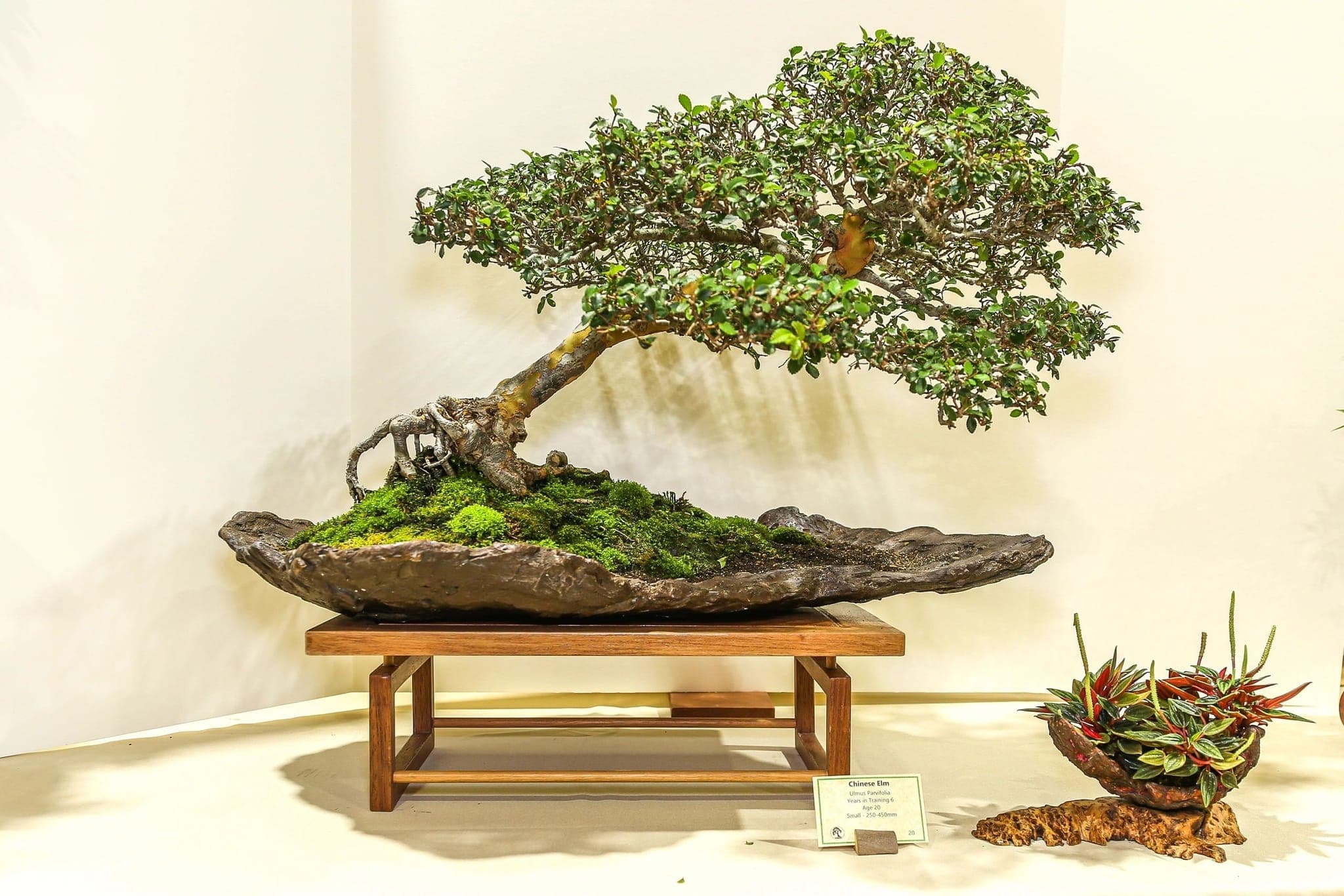 Photo from the 2022 annual show