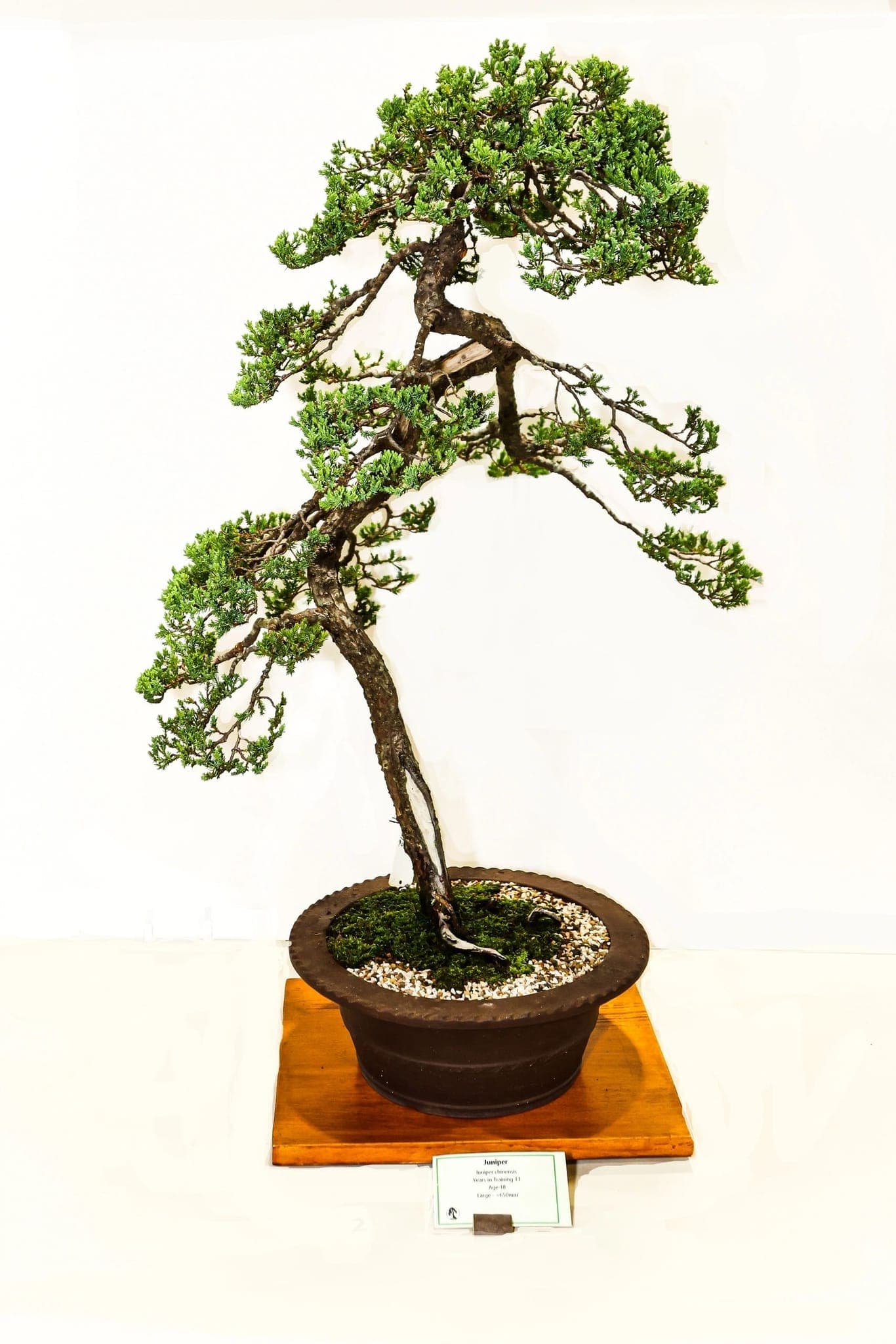 Photo from the 2023 annual show