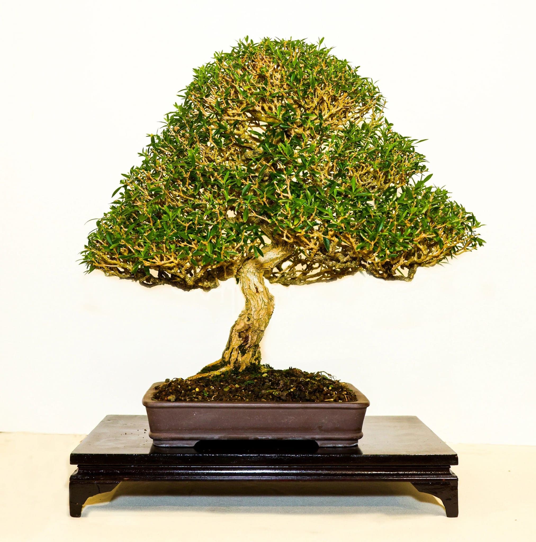 Photo from the 2023 annual show