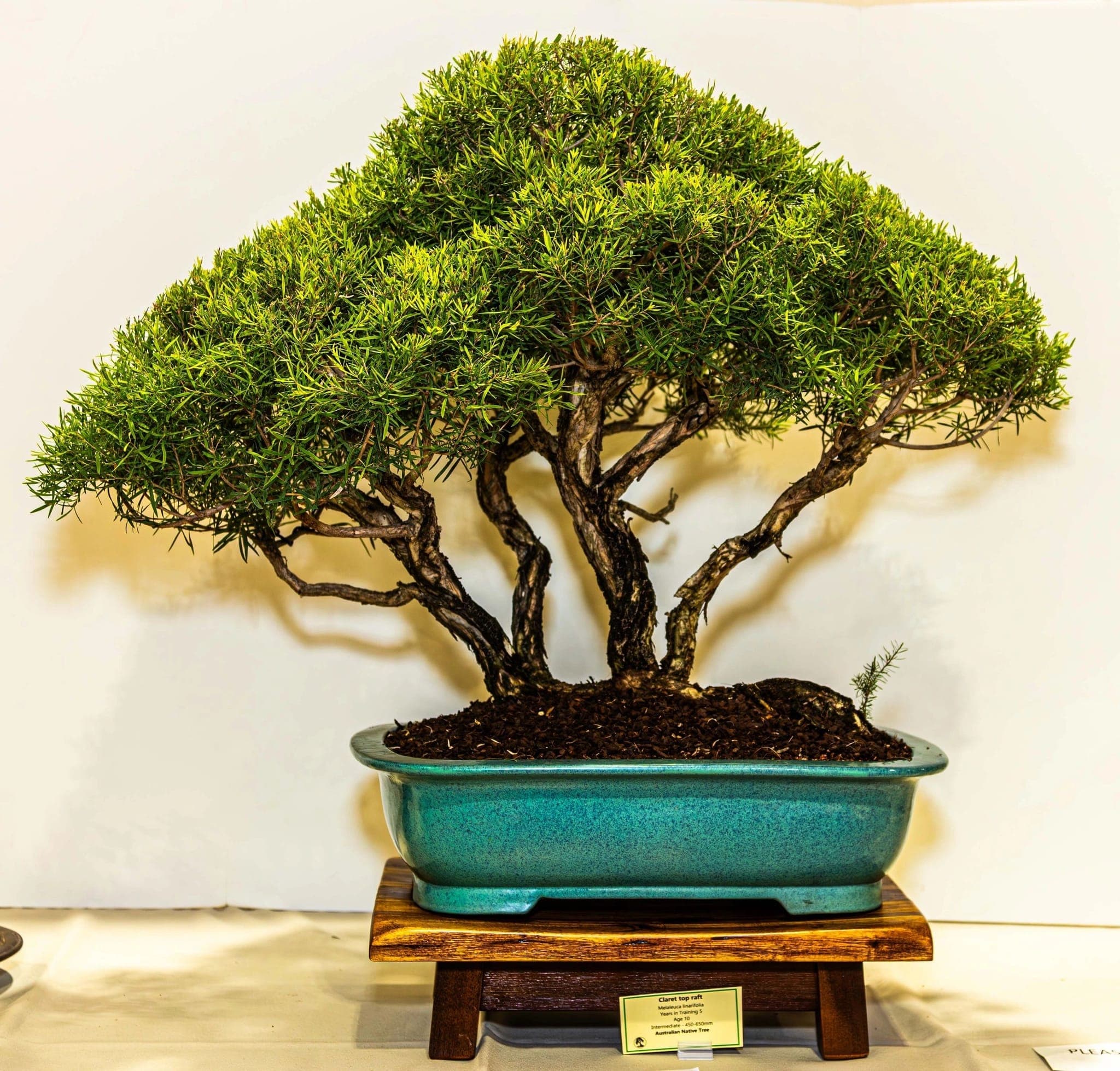 Photo from the 2024 annual show