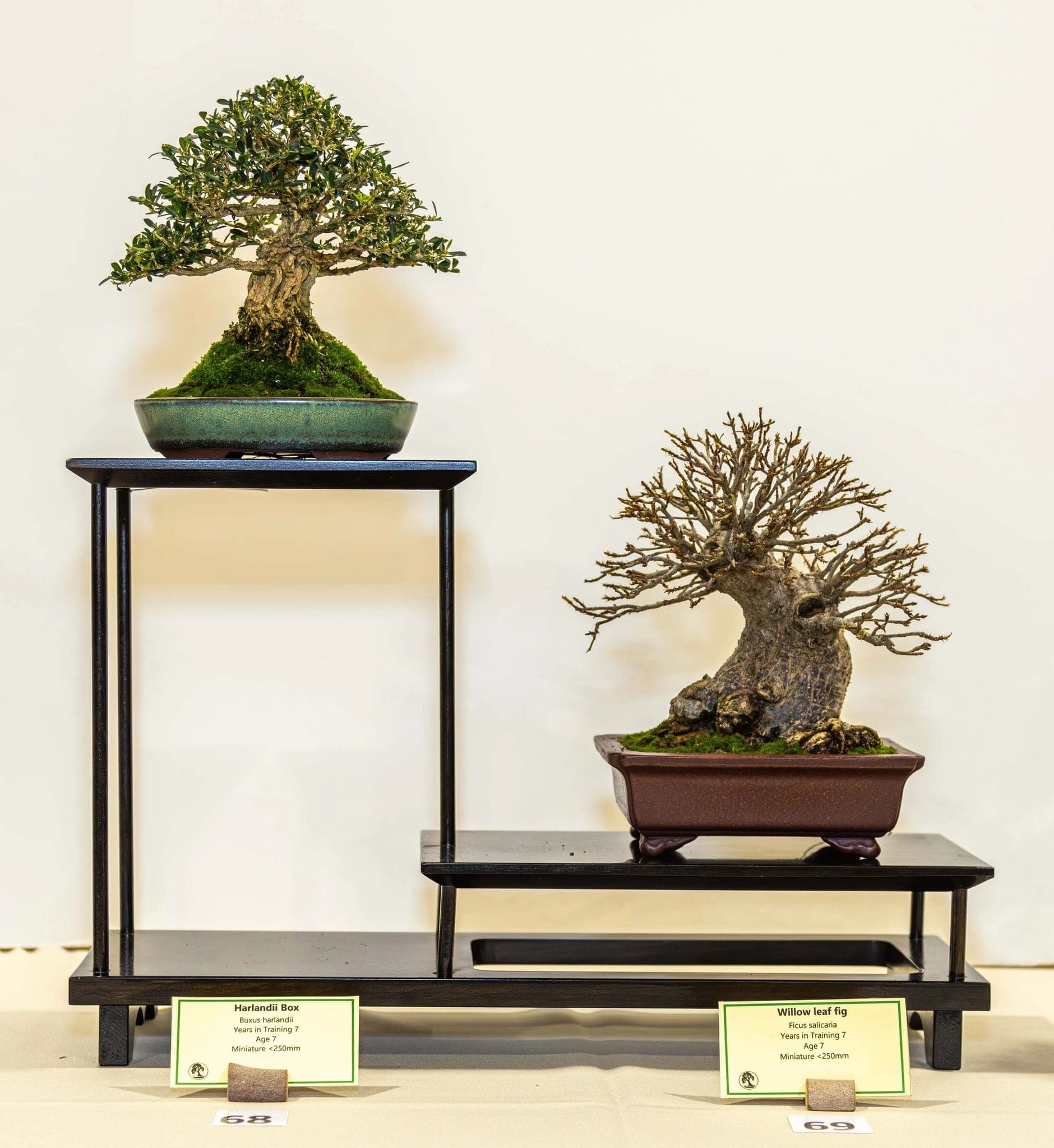 Photo from the 2024 annual show