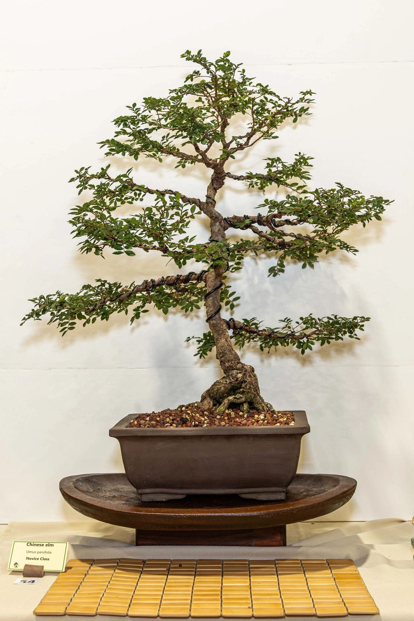 Photo from the 2024 annual show