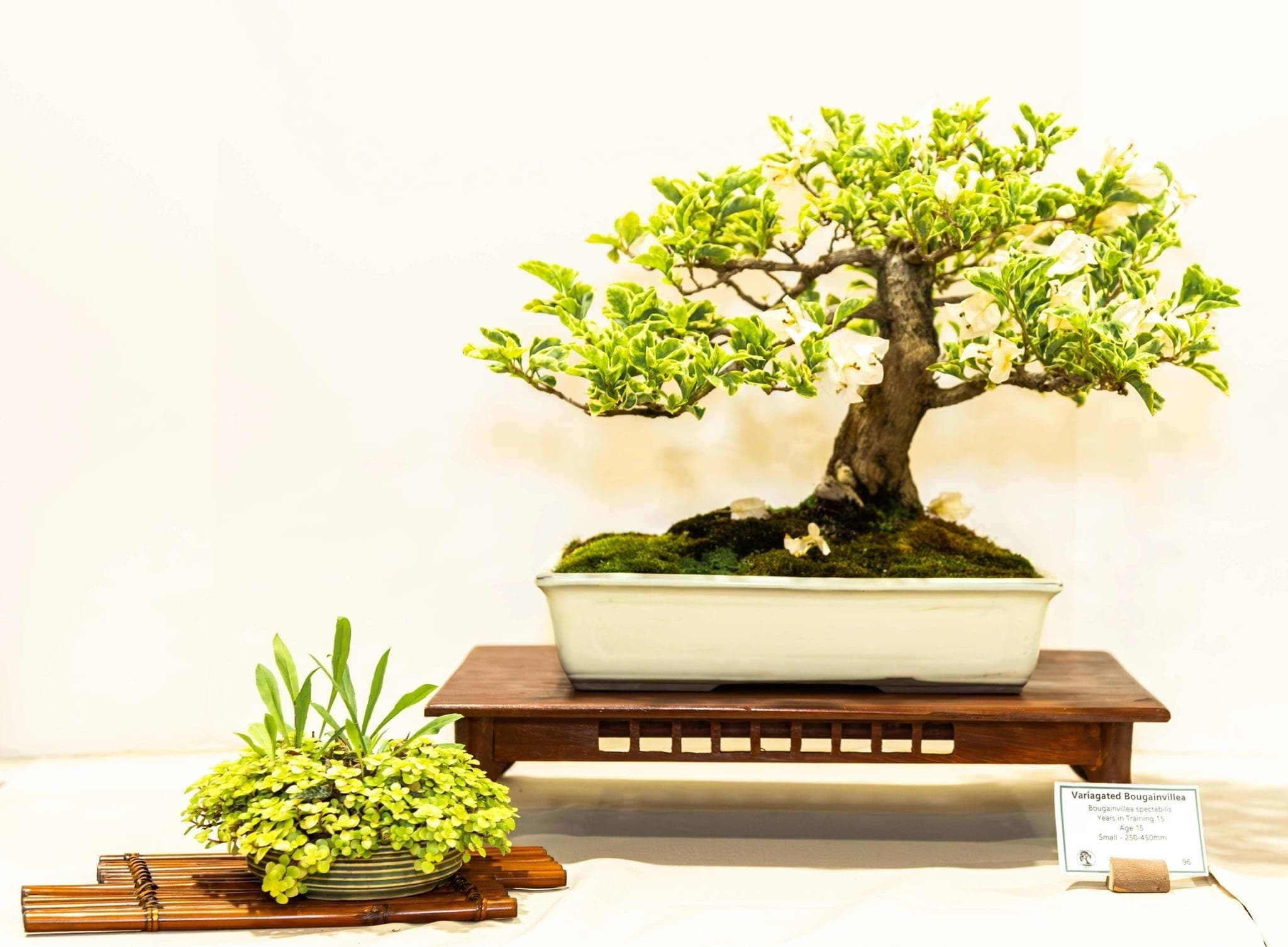 Bonsai with a small accent planting at the 2025 annual show