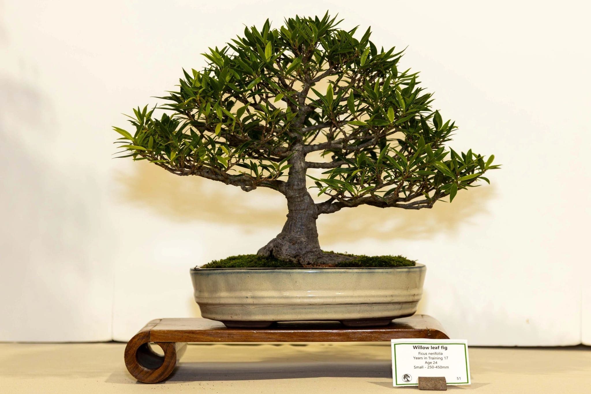 Photo from the 2025 annual show