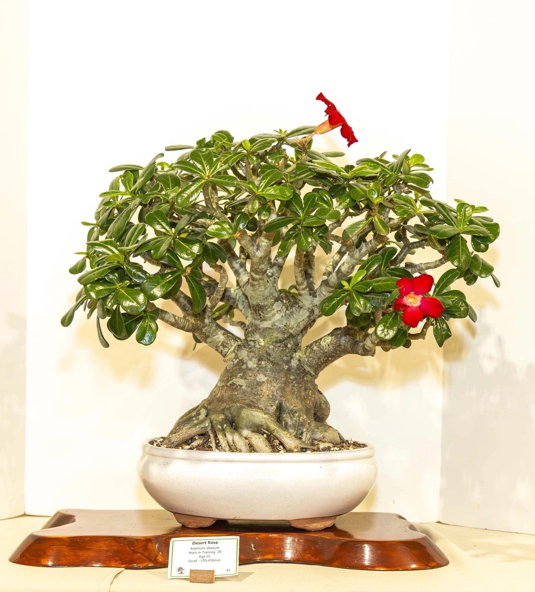 Photo from the 2025 annual show