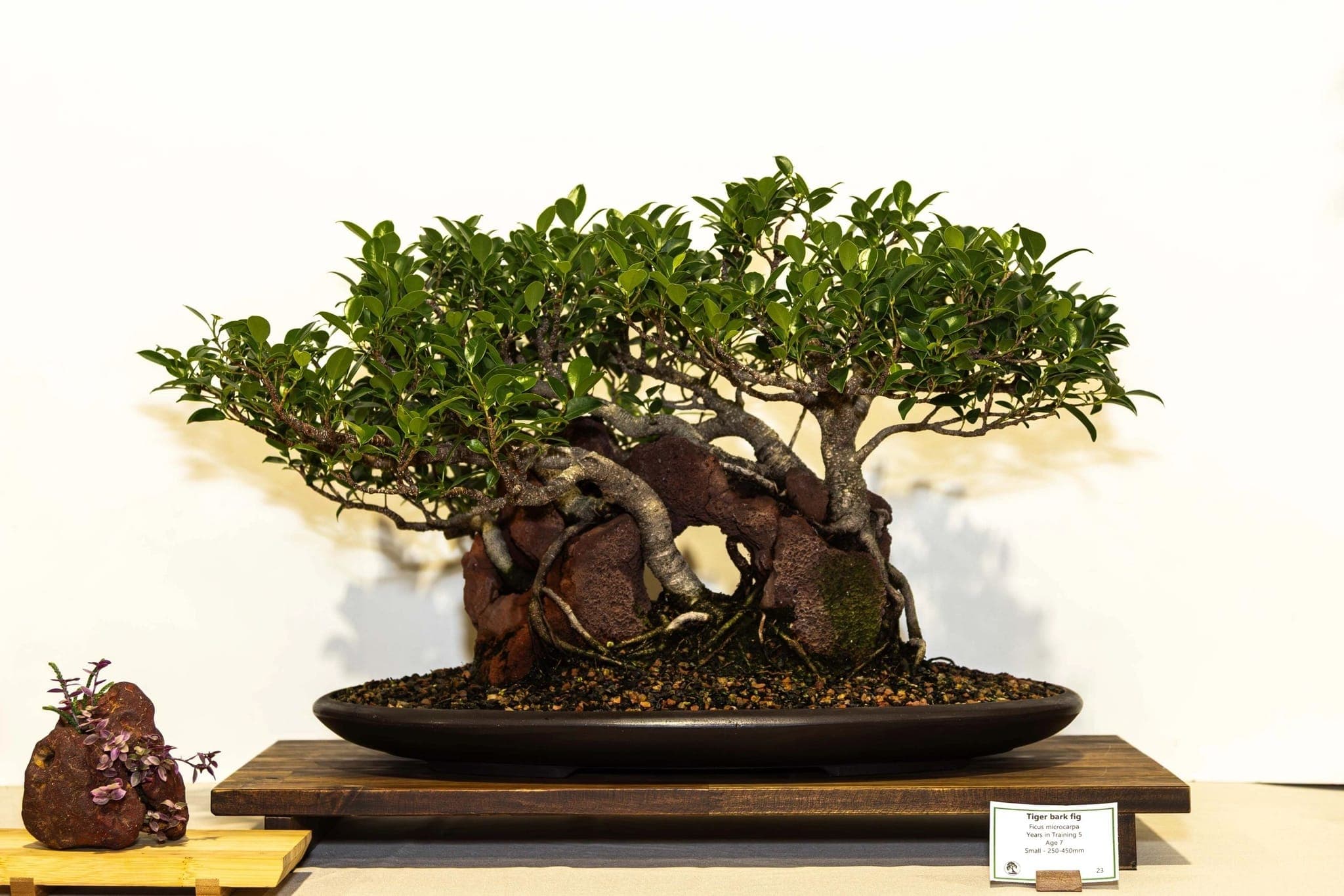 Low, spreading bonsai on a stand at the 2025 annual show