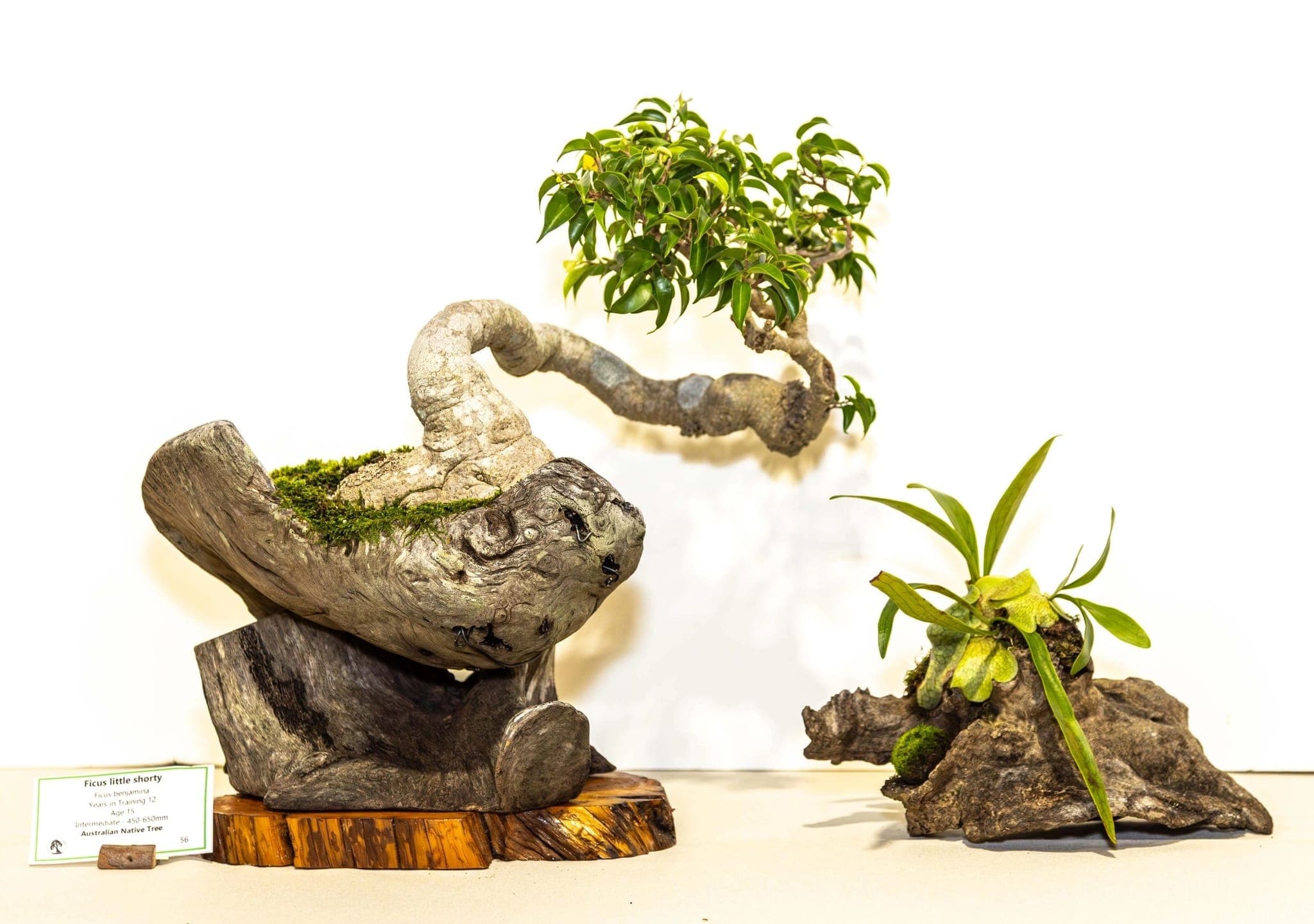 Bonsai growing over weathered wood at the 2025 annual show