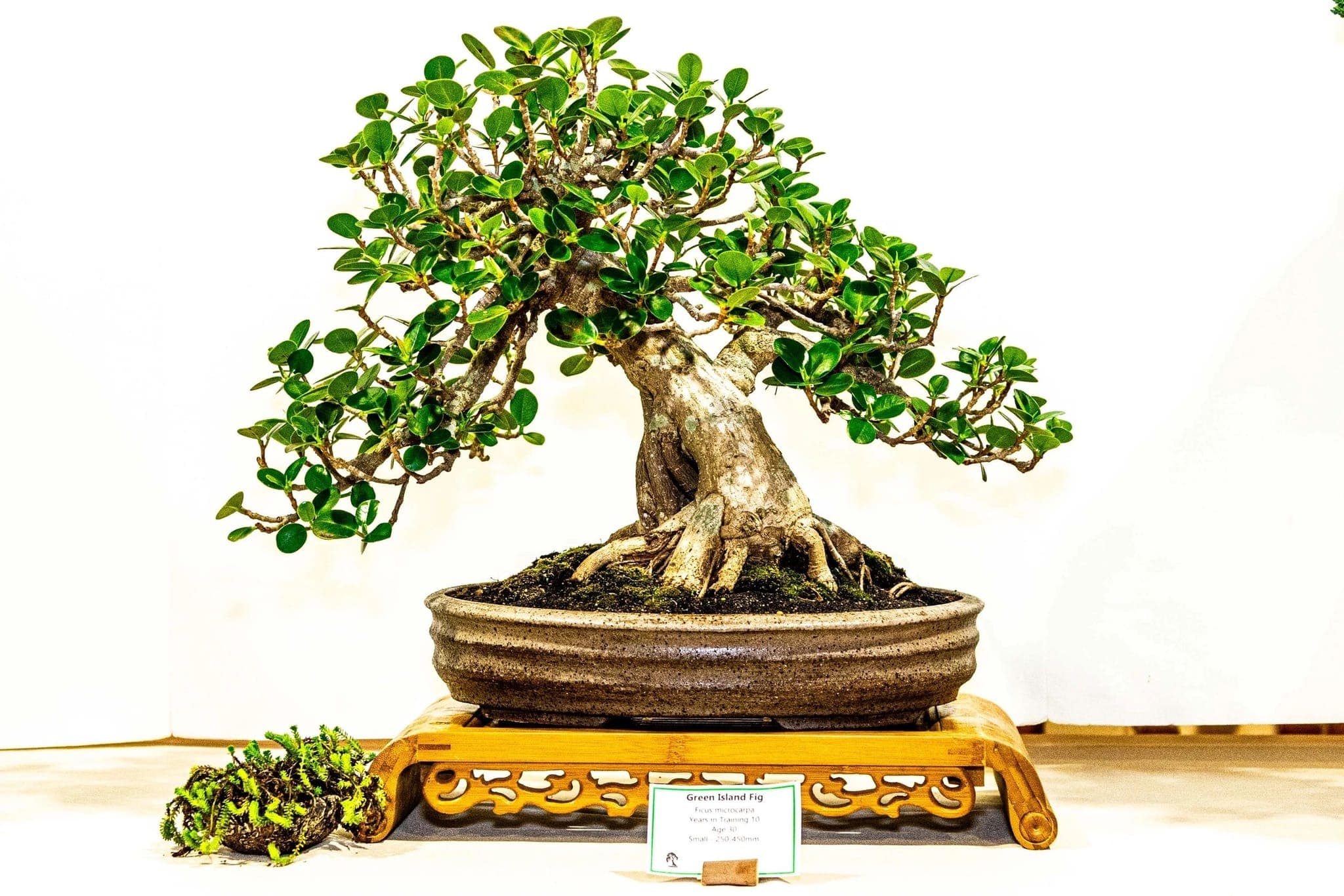 Broadleaf bonsai on display at the 2025 annual show