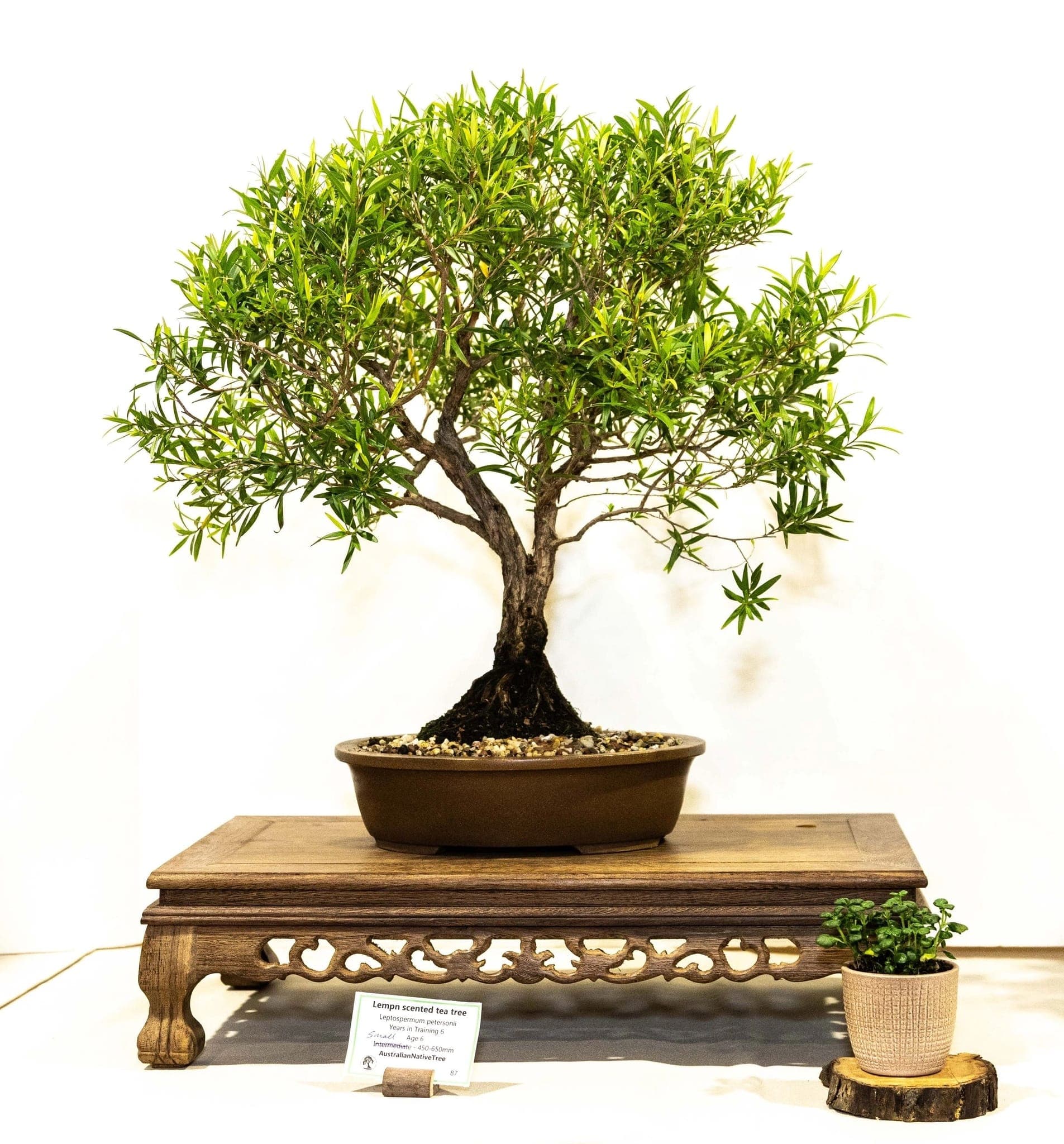 Photo from the 2025 annual show