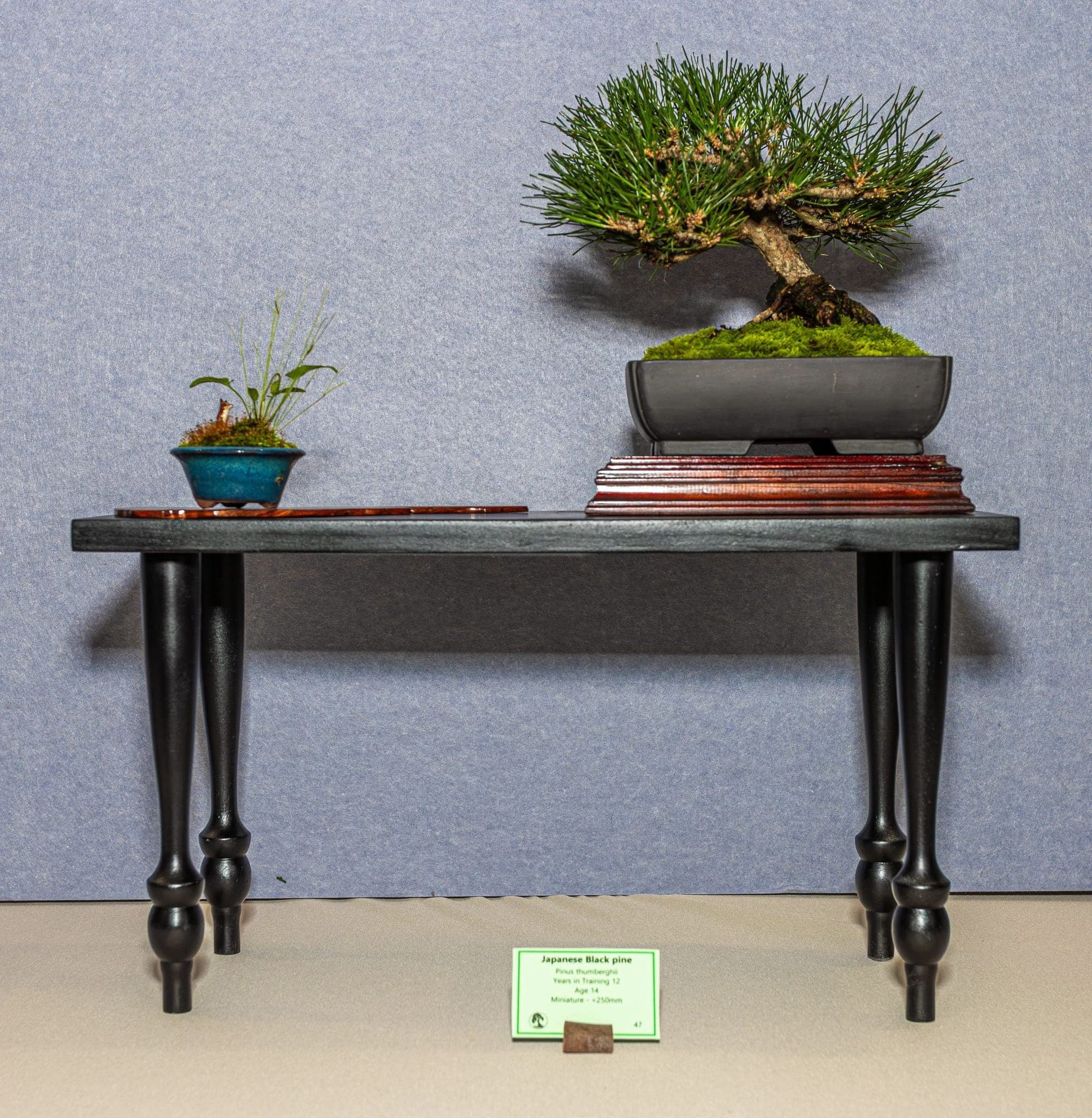 Photo from the 2026 annual show