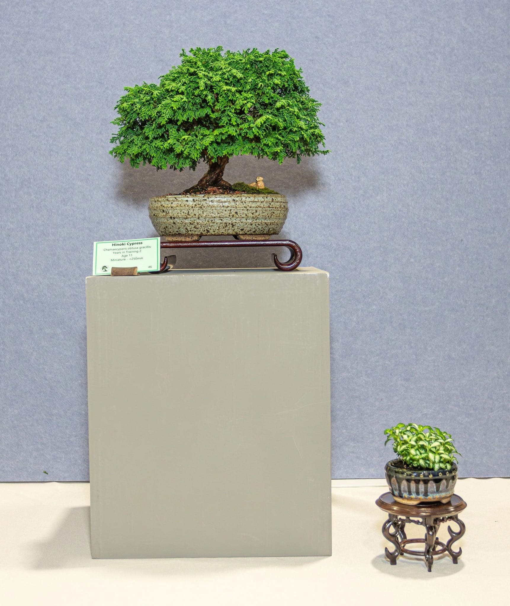 Photo from the 2026 annual show