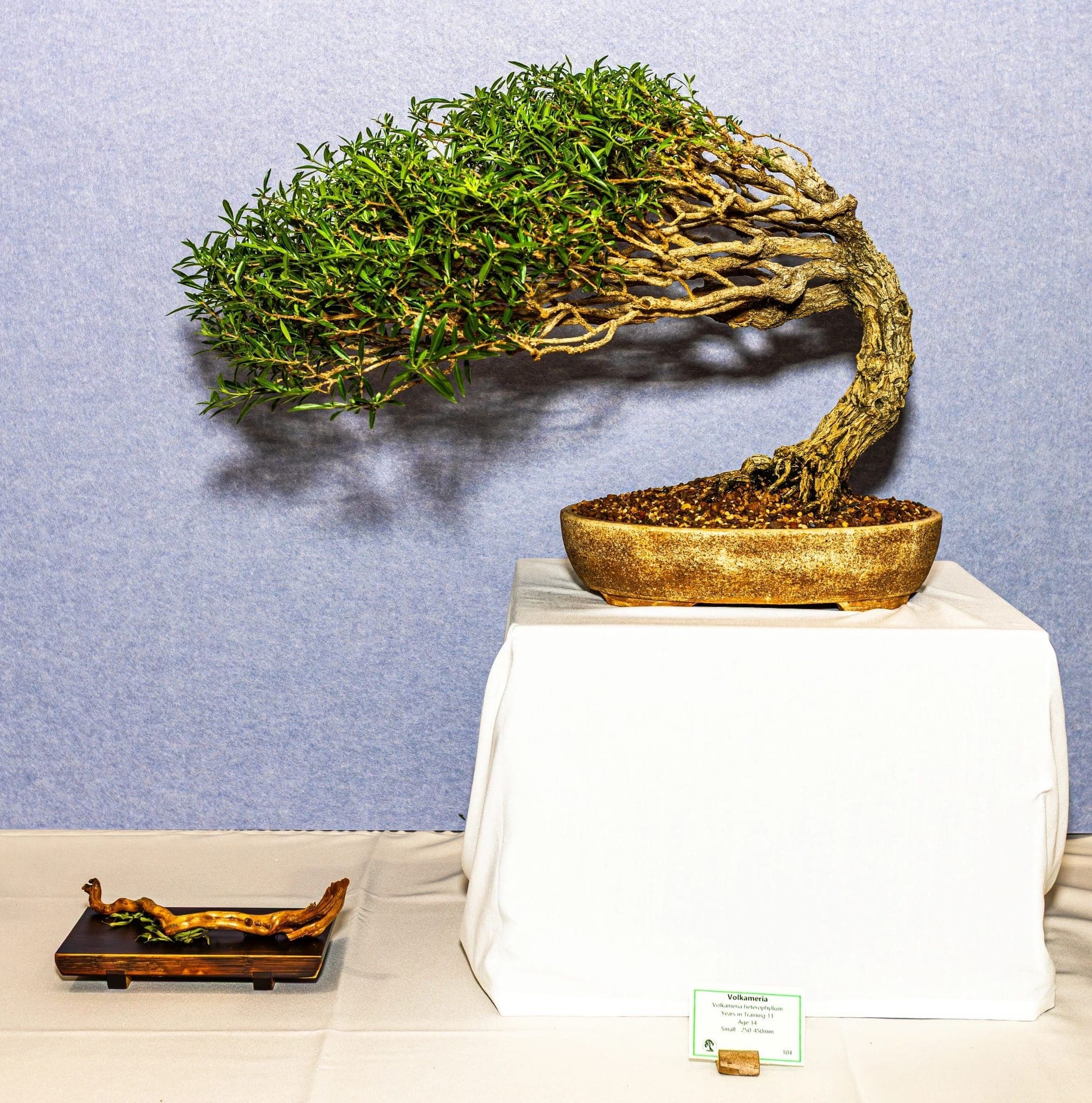 Windswept-style bonsai on a white plinth at the 2026 annual show