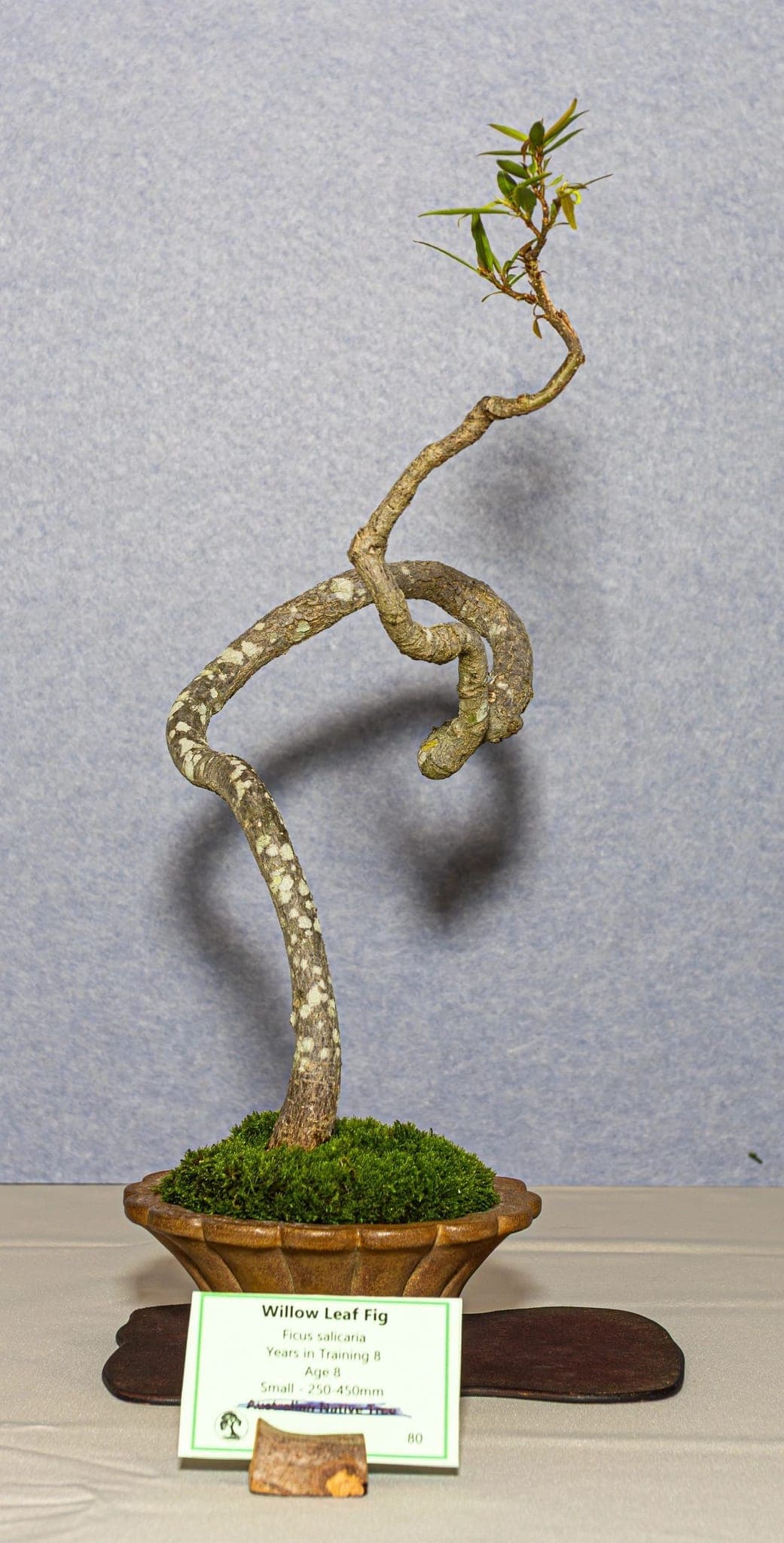 Photo from the 2026 annual show