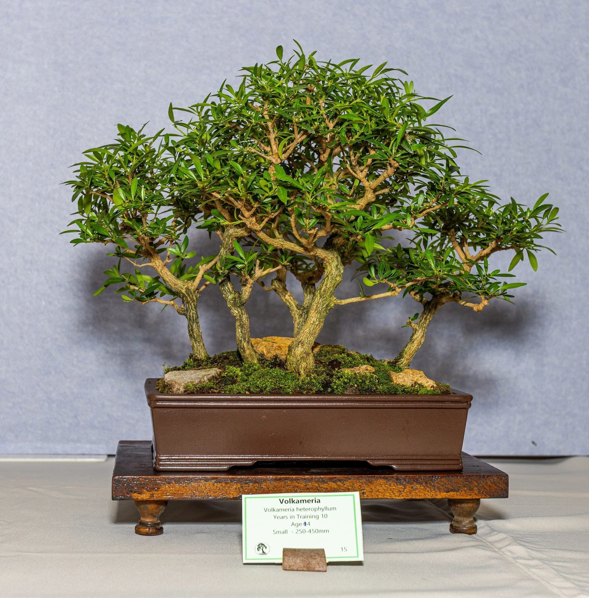 Photo from the 2026 annual show