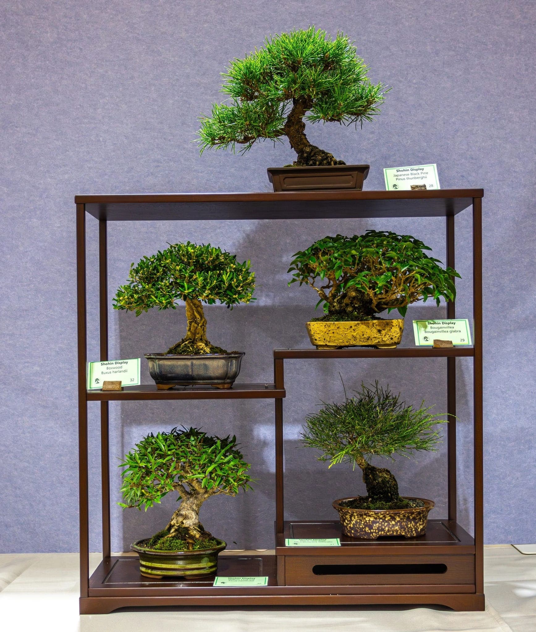 Photo from the 2026 annual show