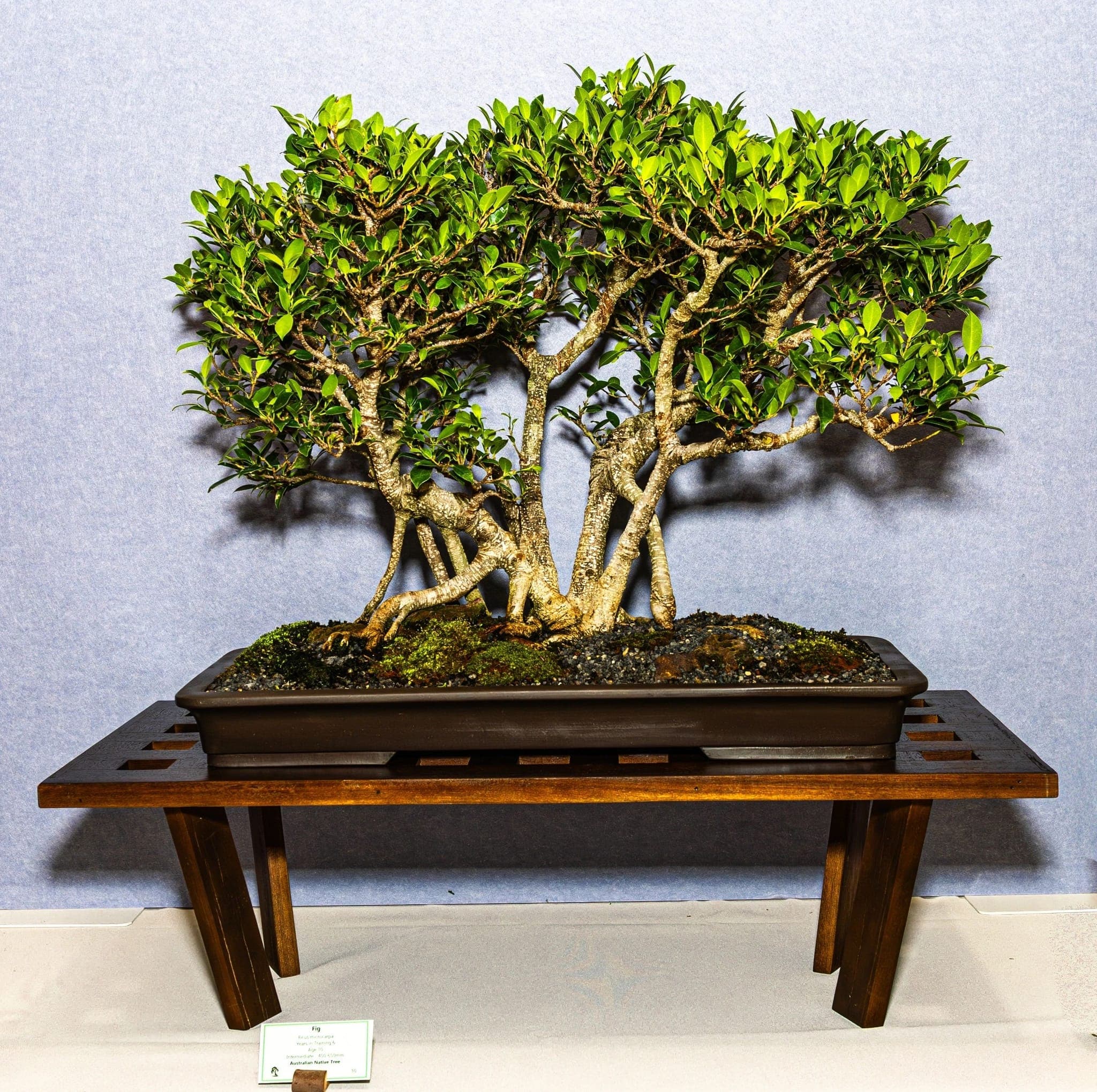 Photo from the 2026 annual show