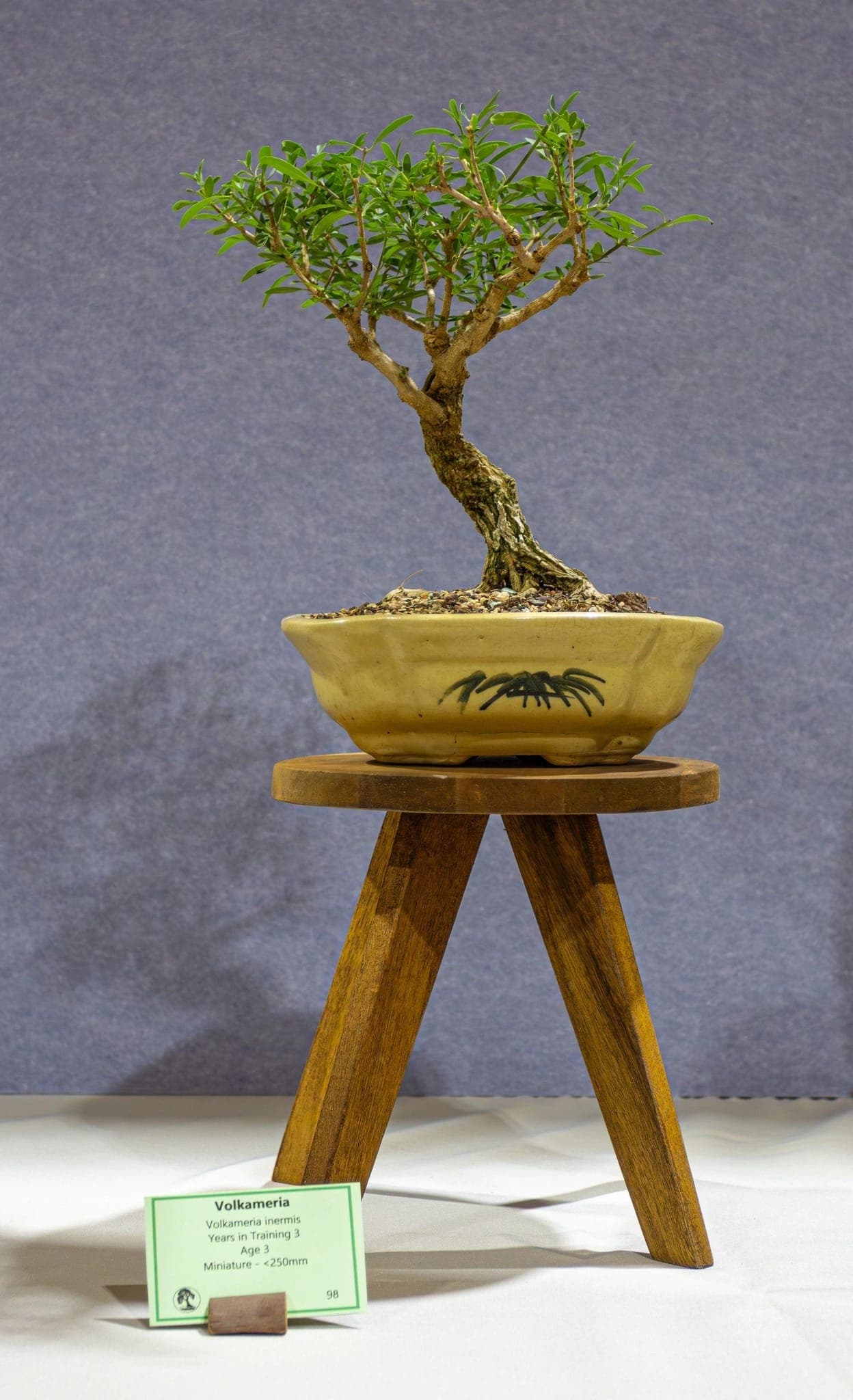 Photo from the 2026 annual show