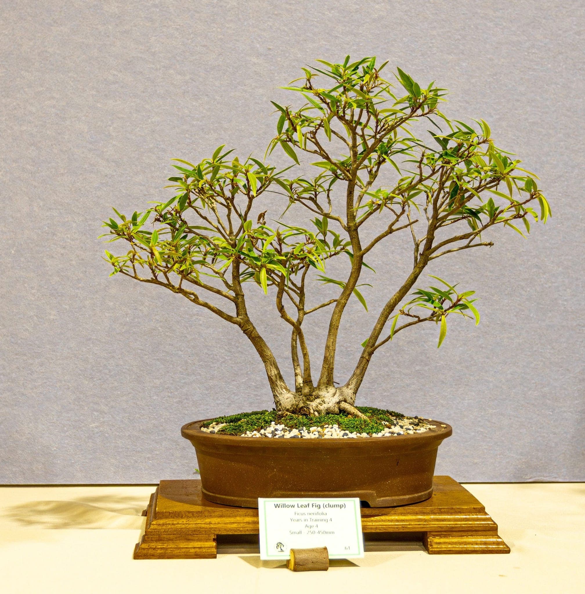 Photo from the 2026 annual show