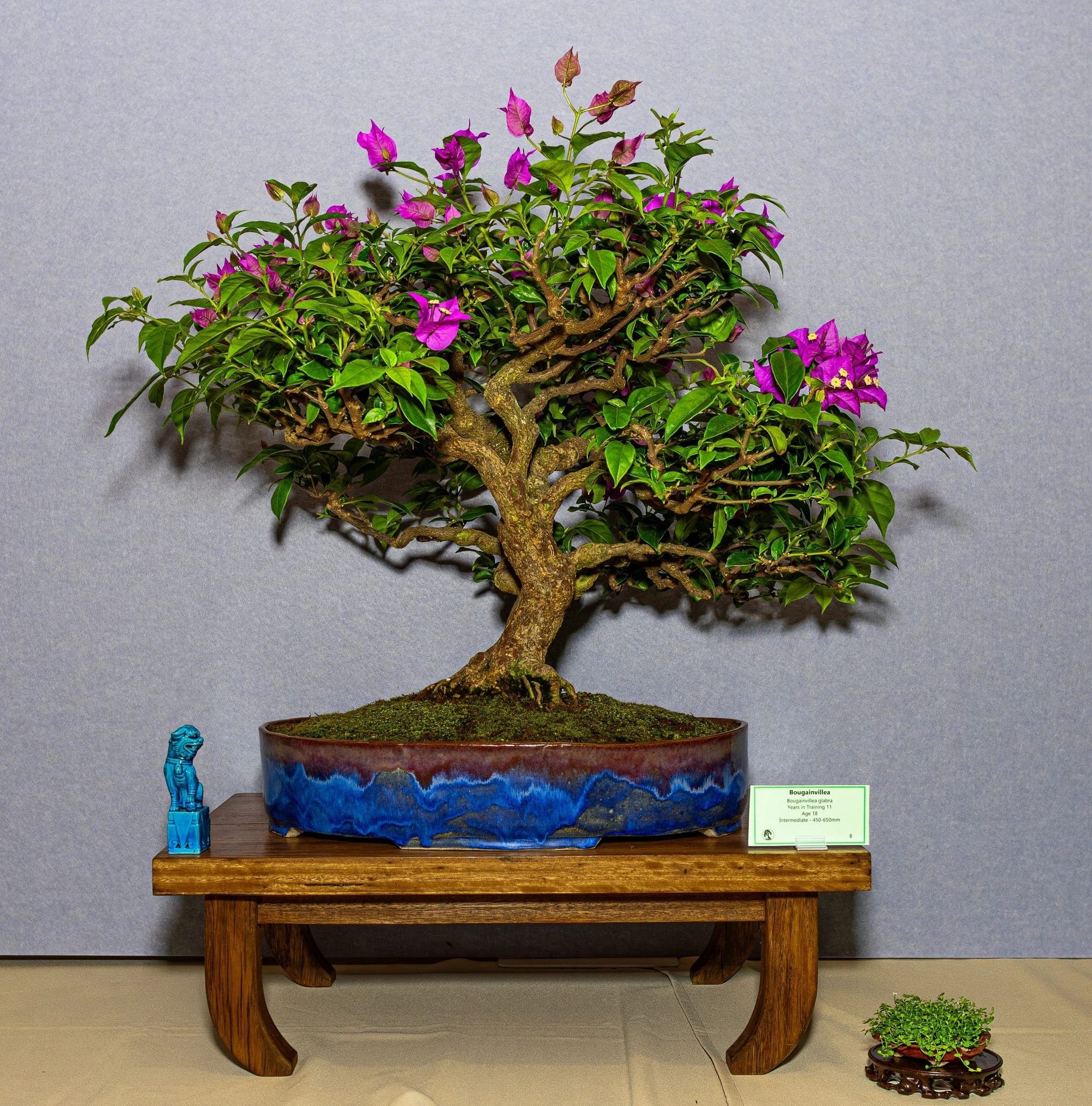Bonsai in pink flower at the 2026 annual show