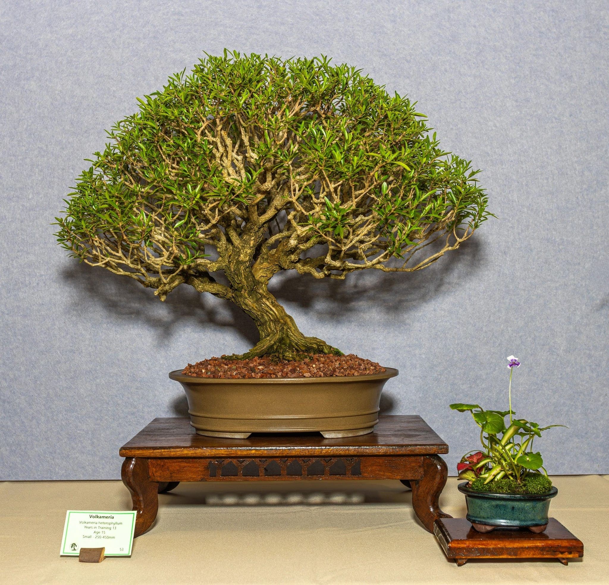 Photo from the 2026 annual show