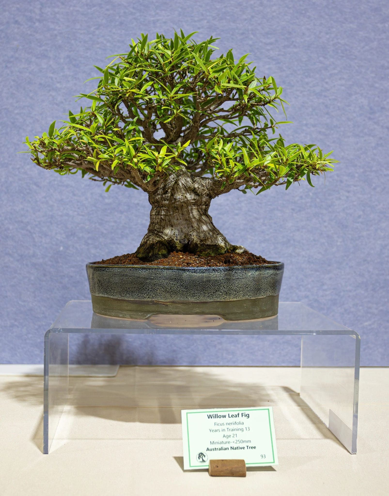 Photo from the 2026 annual show