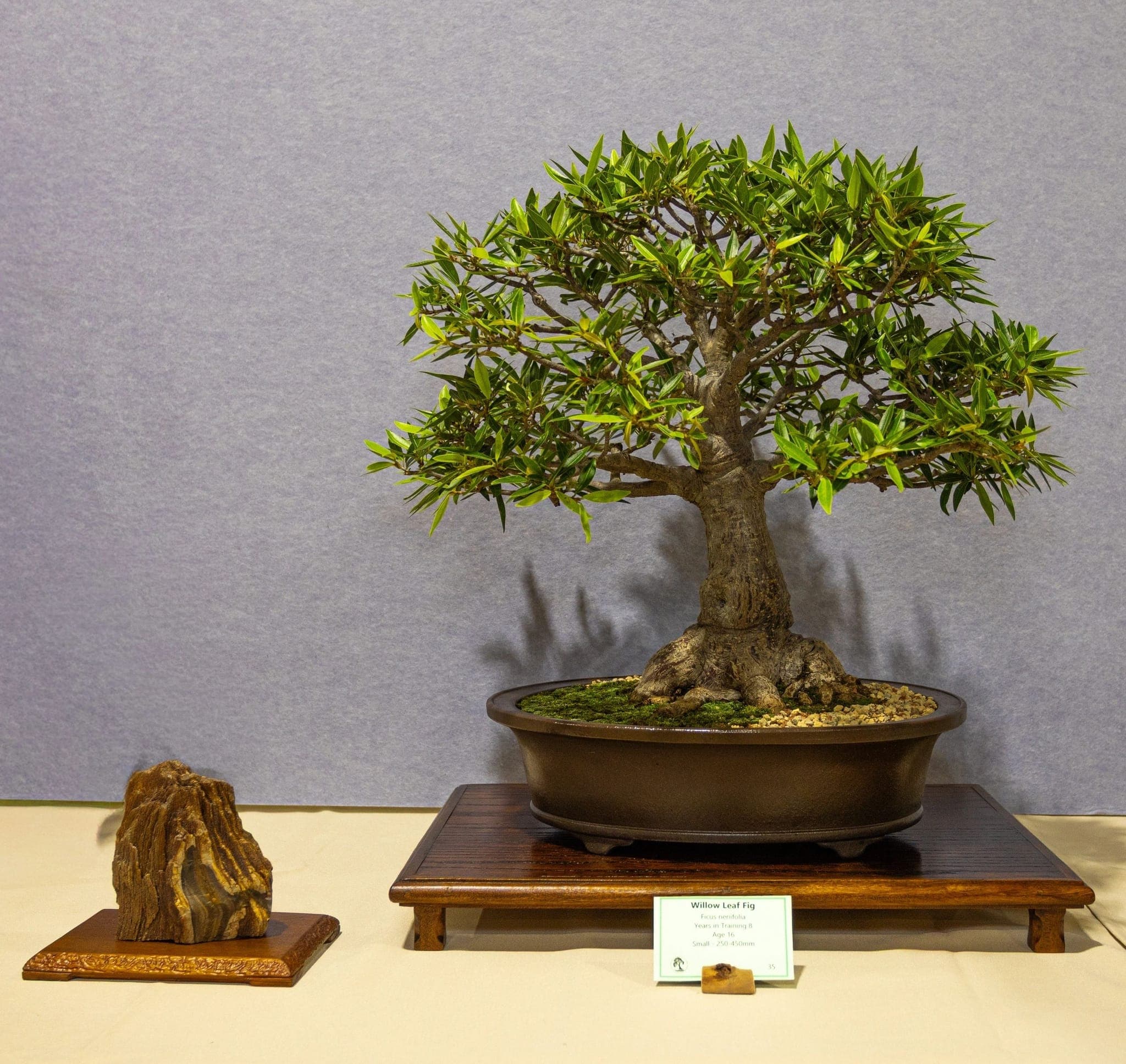 Photo from the 2026 annual show