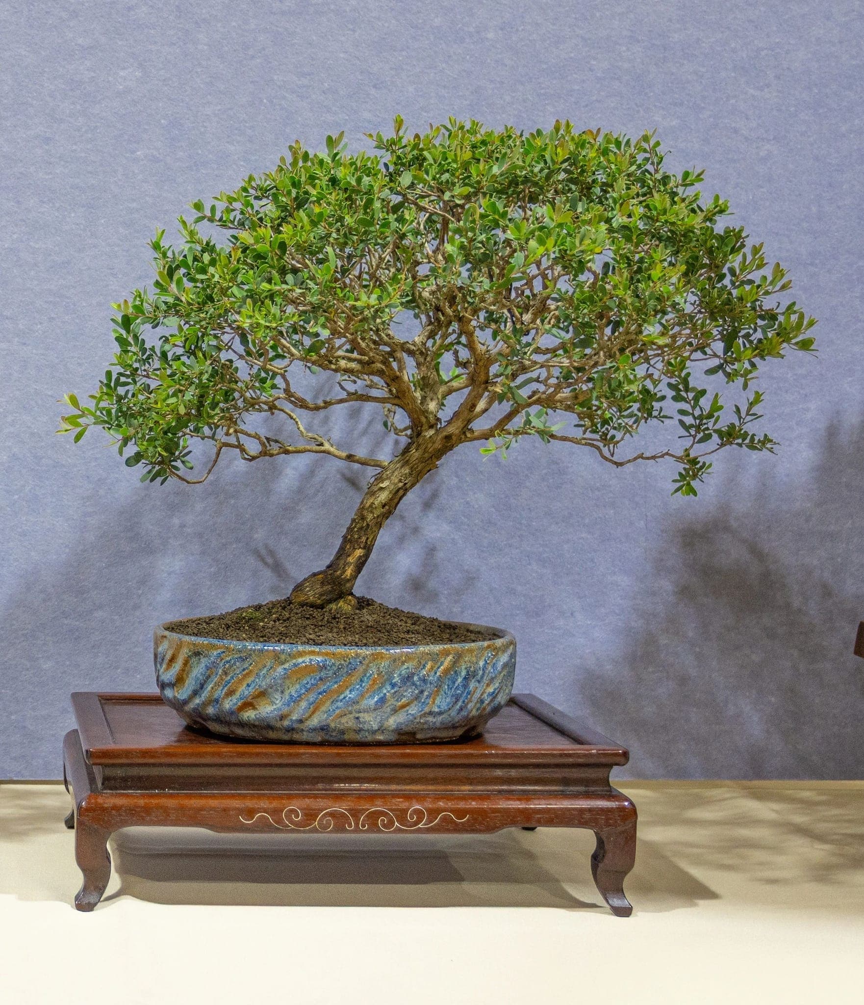 Photo from the 2026 annual show