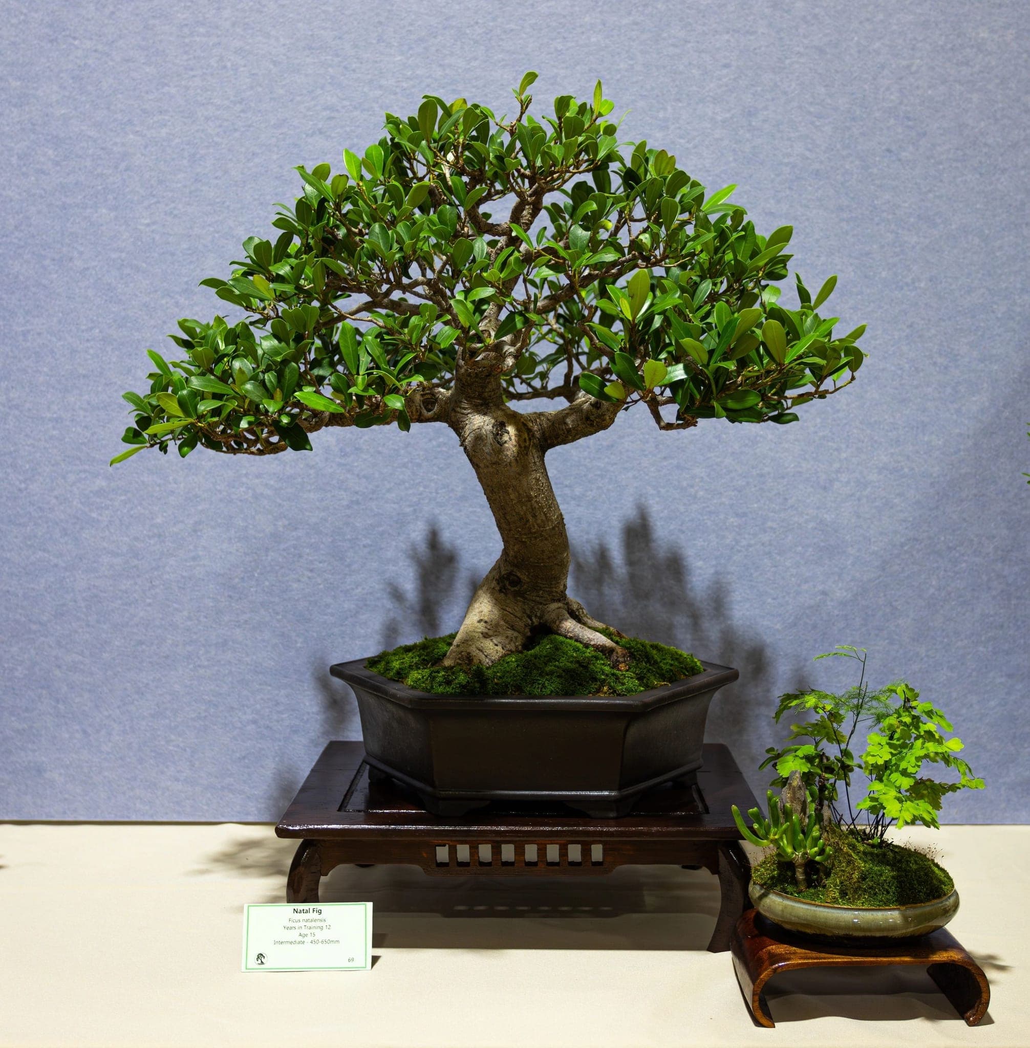 Photo from the 2026 annual show