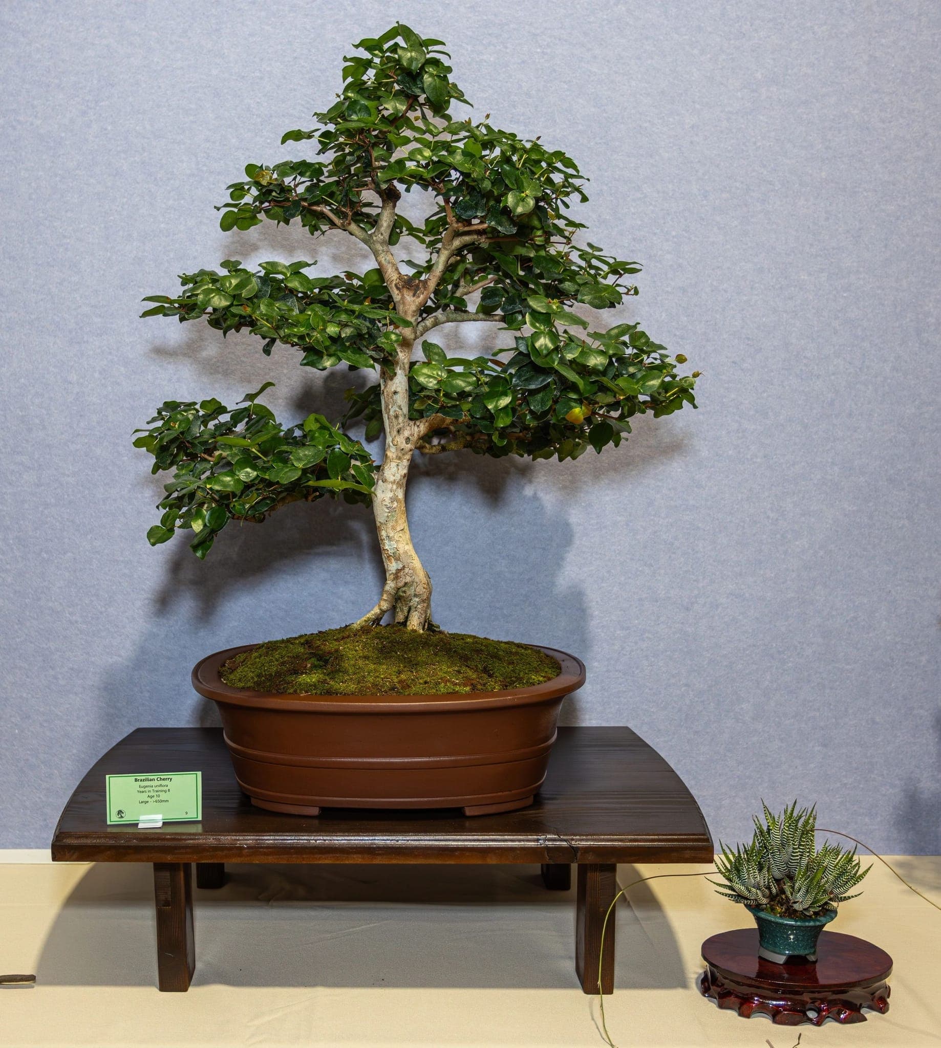 Photo from the 2026 annual show