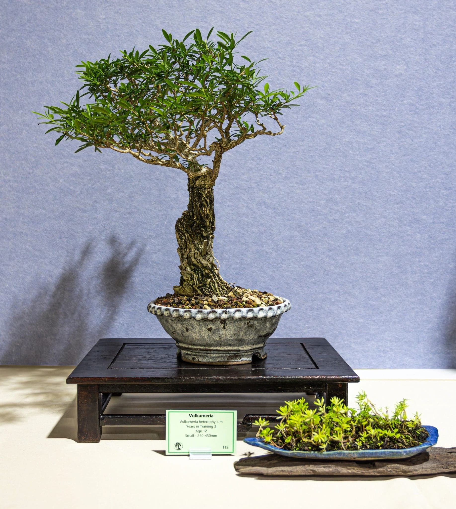 Photo from the 2026 annual show