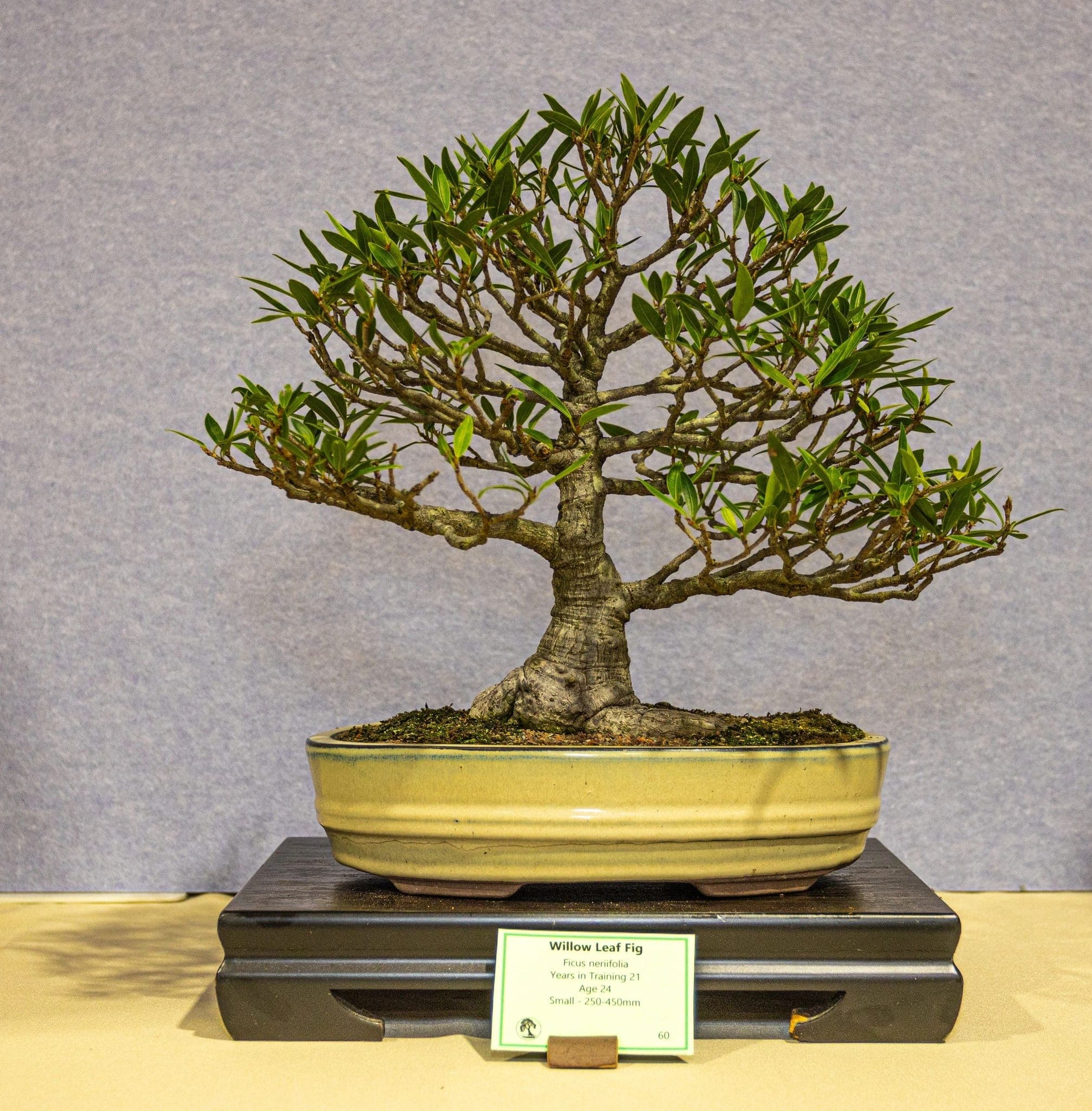 Photo from the 2026 annual show