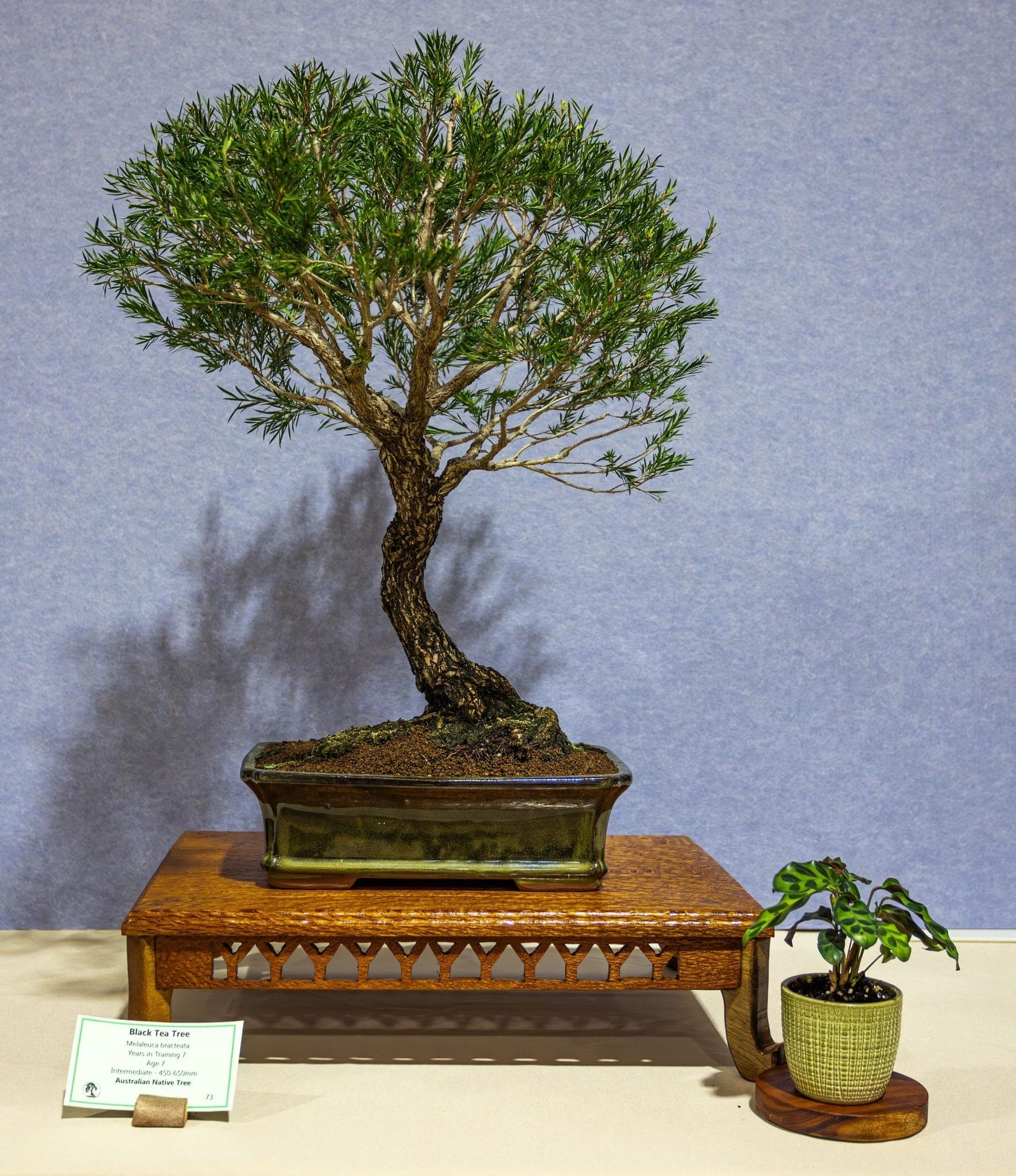 Photo from the 2026 annual show