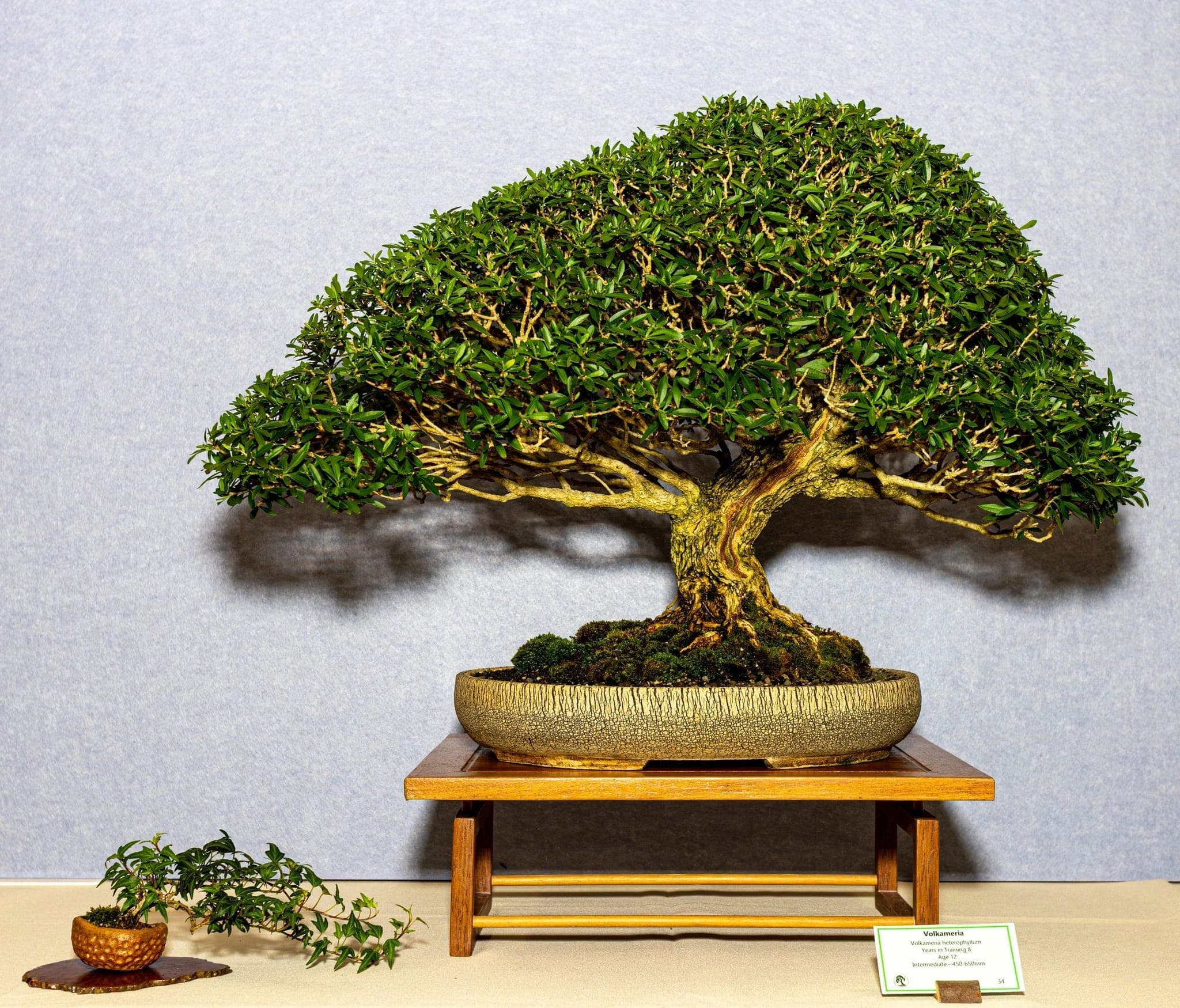Wide, dense canopy bonsai at the 2026 annual show
