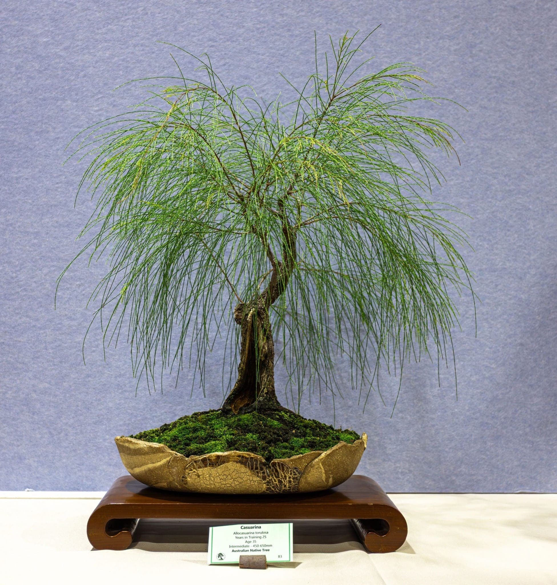 Bonsai with fine, weeping foliage at the 2026 annual show