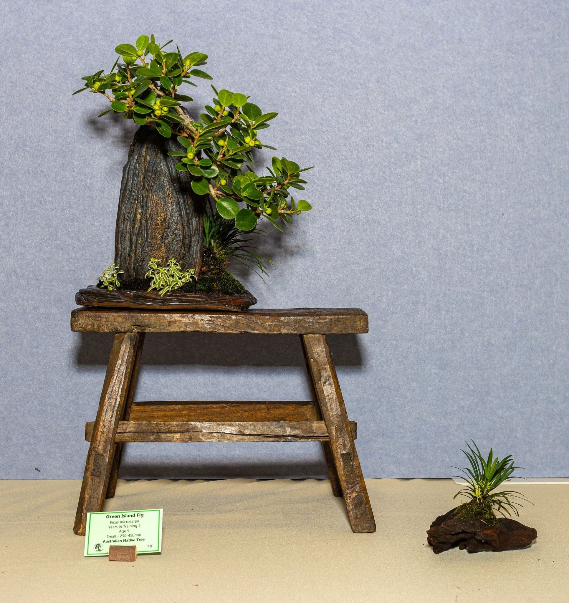 Photo from the 2026 annual show