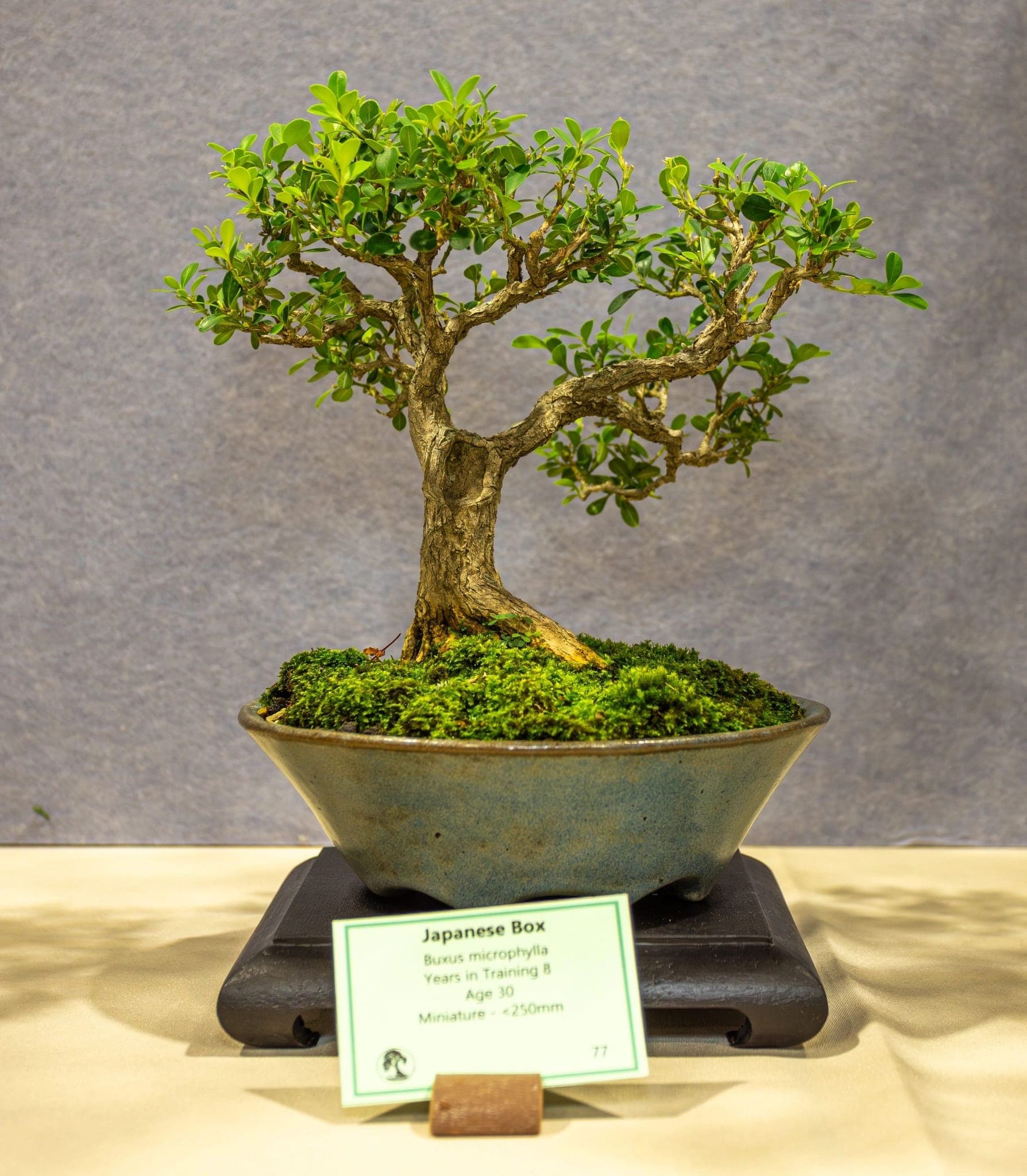 Photo from the 2026 annual show
