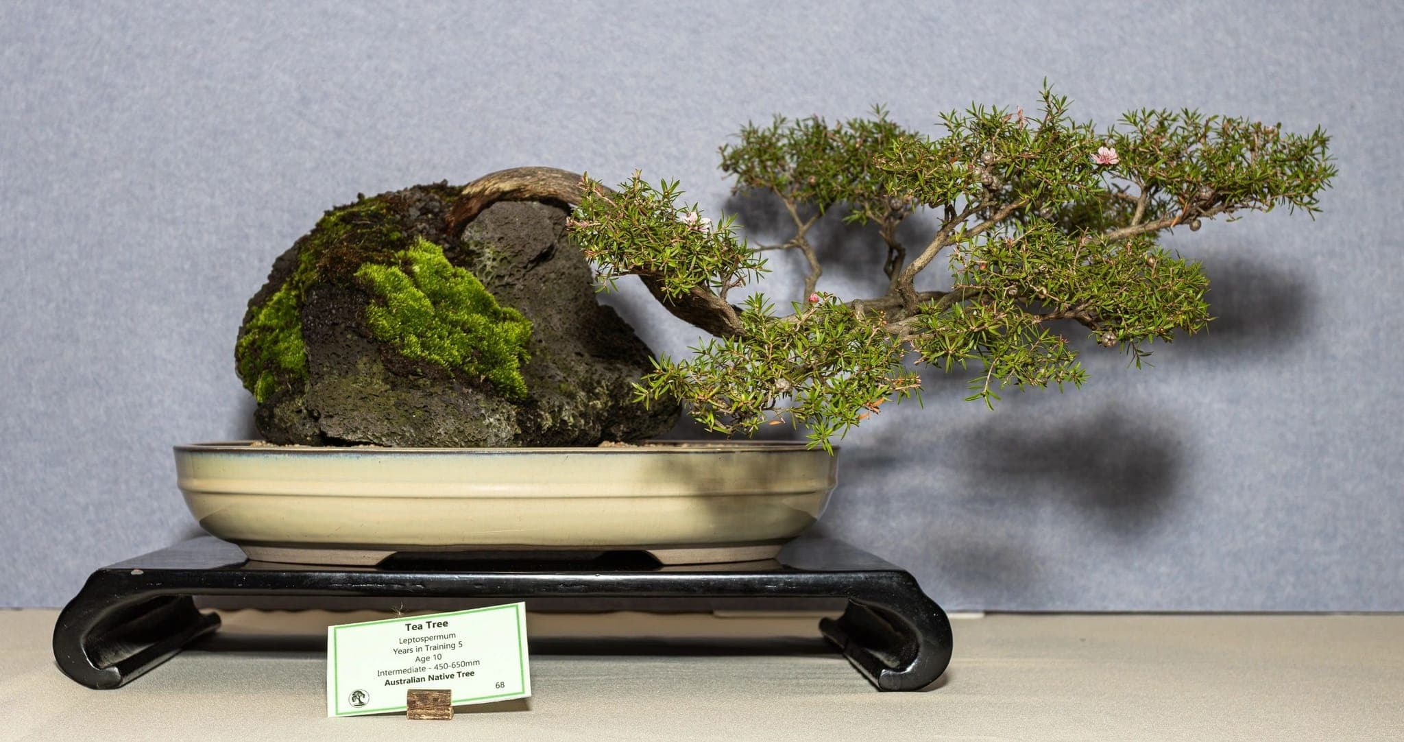 Bonsai planted over a rock at the 2026 annual show