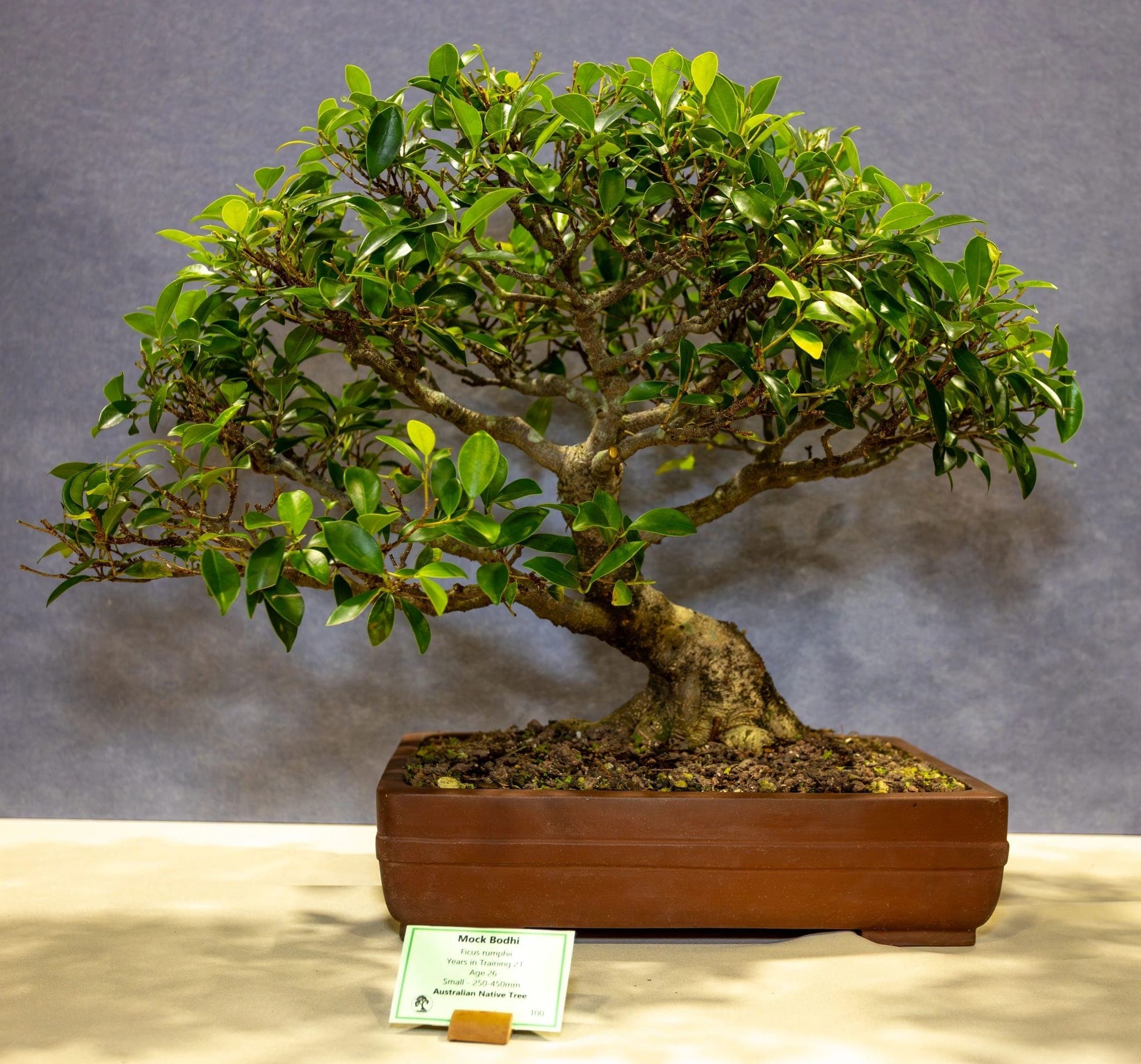 Photo from the 2026 annual show