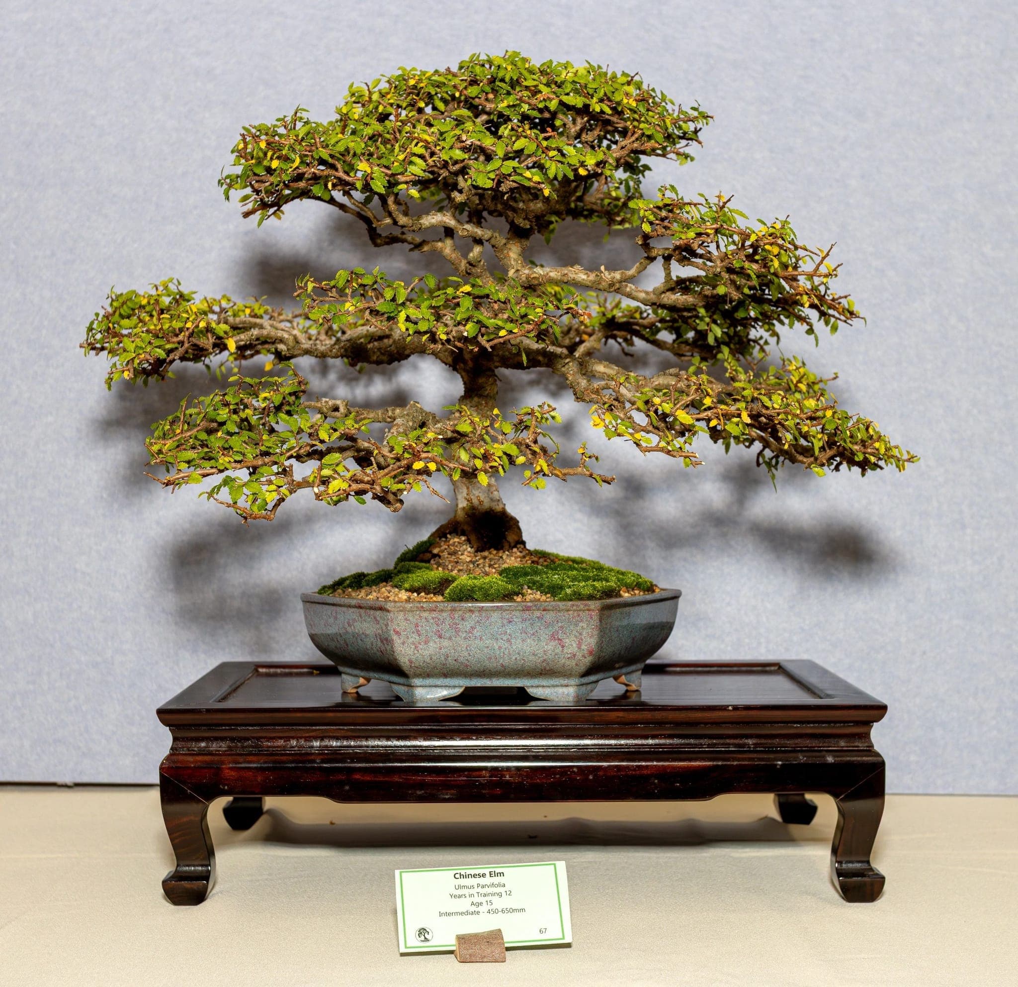 Photo from the 2026 annual show