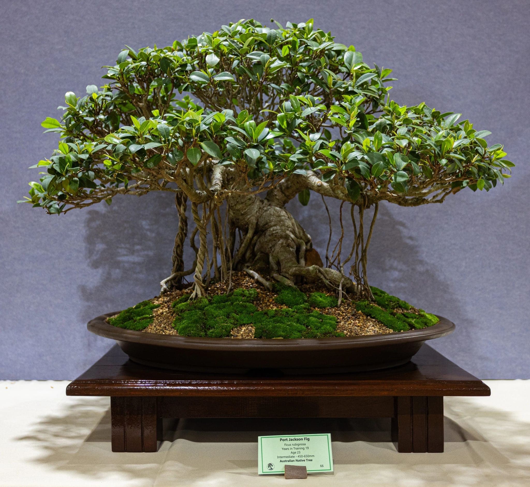 Banyan-style bonsai with aerial roots at the 2026 annual show