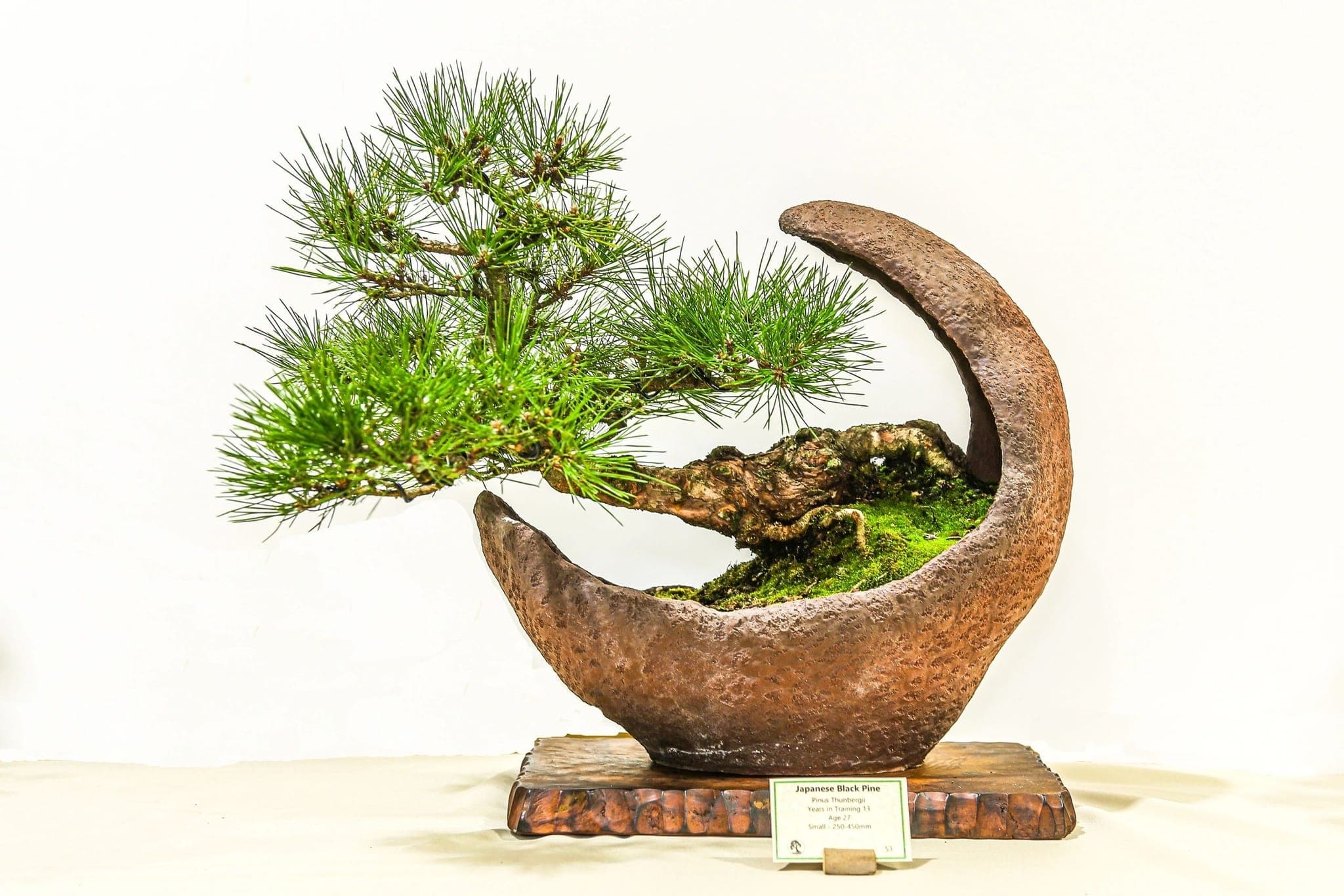 A Japanese black pine displayed at the annual show